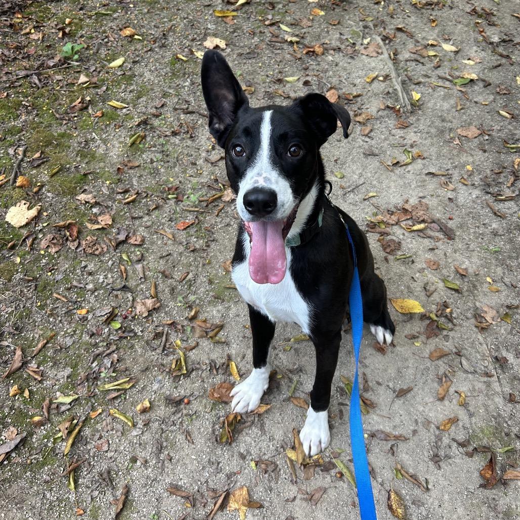 Enlarge Fizz, a Adoptable mixed breed in Novelty, OH image 3/4