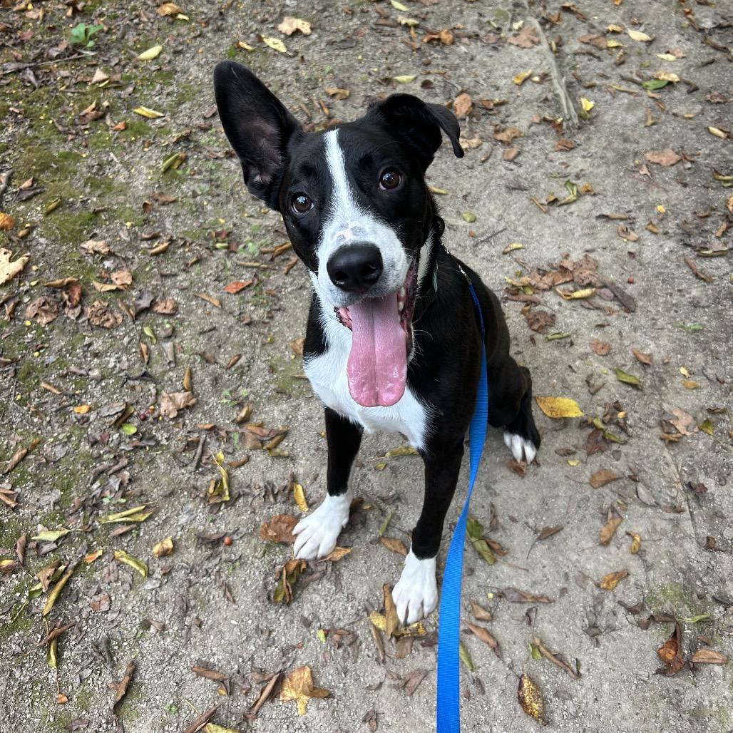 Enlarge Fizz, a Adoptable mixed breed in Novelty, OH image 4/4