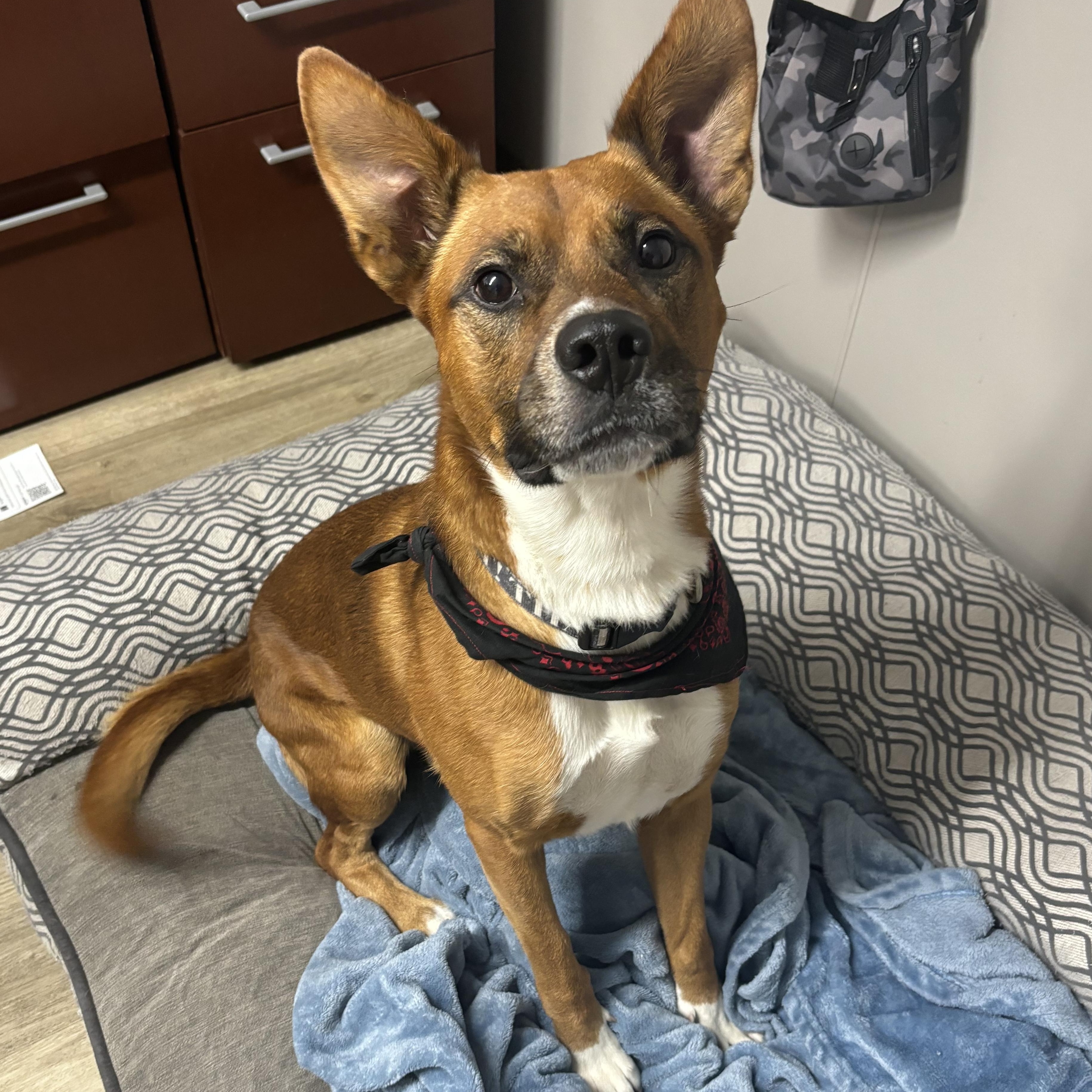 Enlarge Buddy, a Adoptable Mixed Breed in Jamestown, ND image 2/5