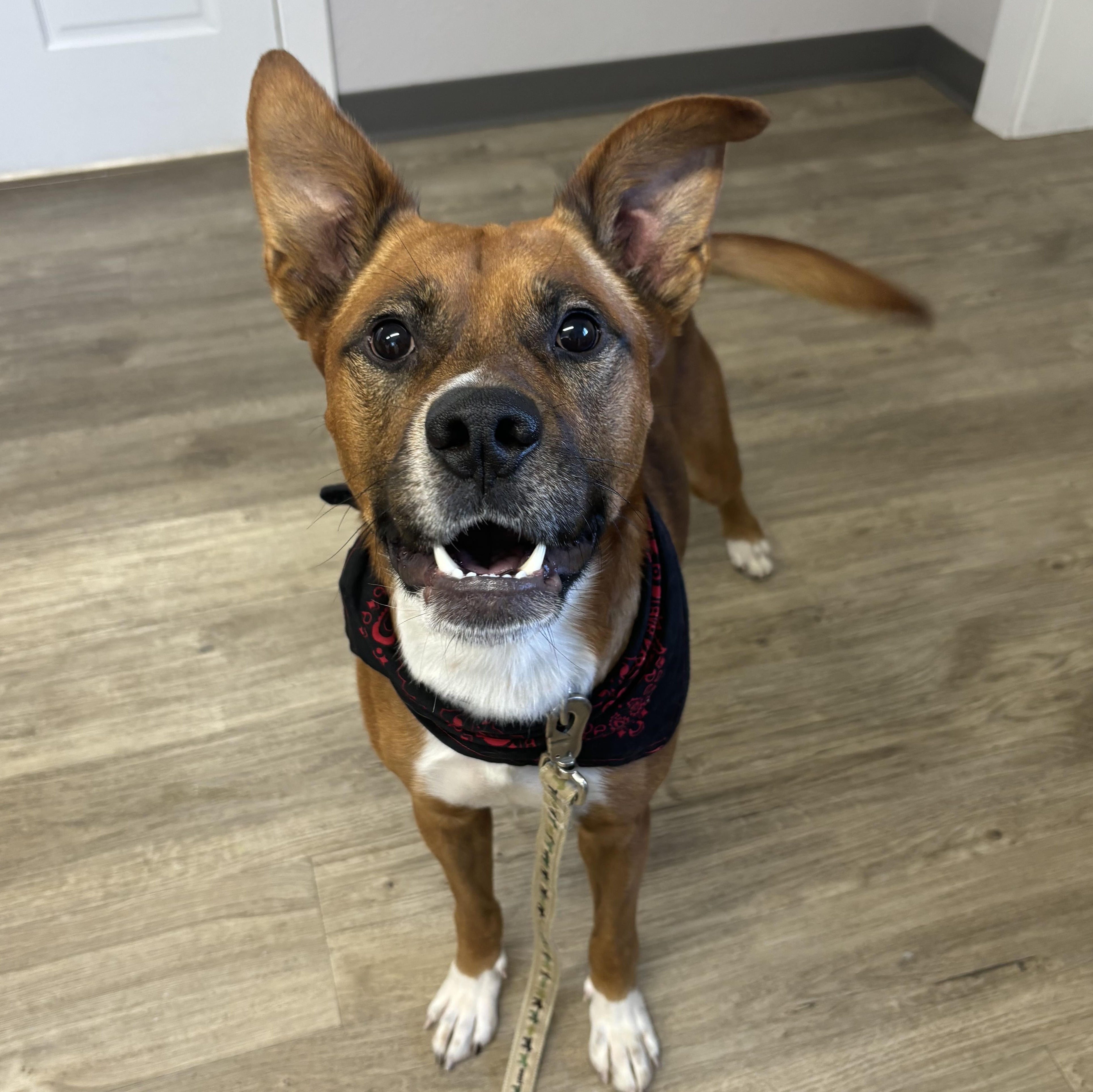 Enlarge Buddy, a Adoptable Mixed Breed in Jamestown, ND image 4/5