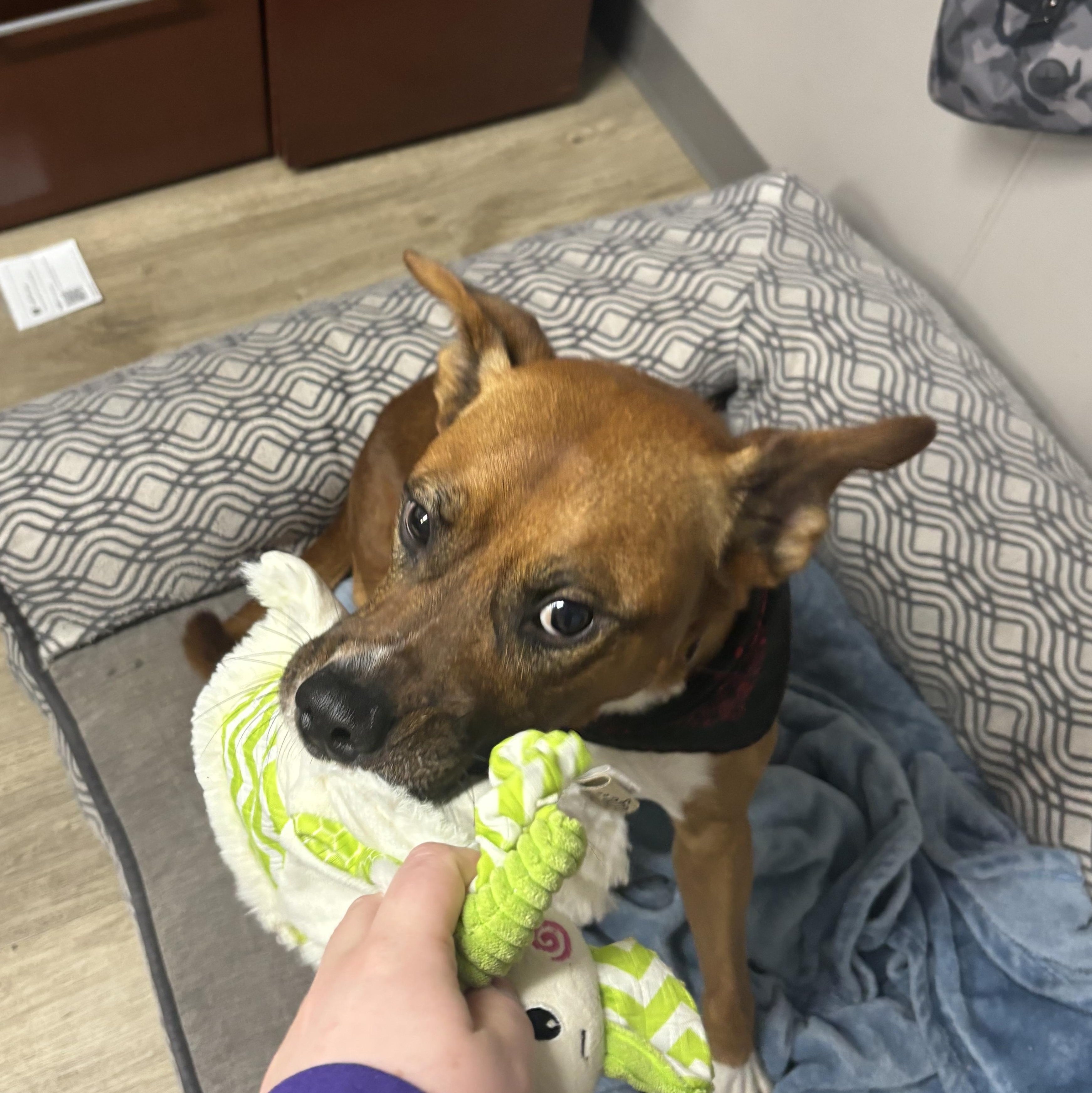 Enlarge Buddy, a Adoptable Mixed Breed in Jamestown, ND image 5/5