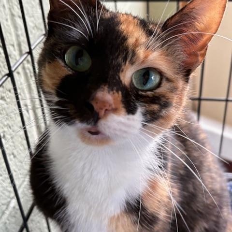Callie, adopted, Adult Female Domestic Short Hair.