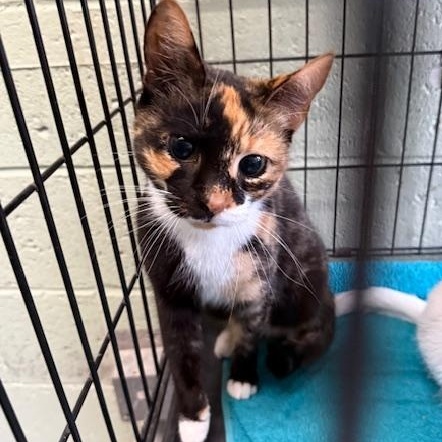 Enlarge Callie, an adopted Domestic Short Hair in Honesdale, PA image 2/2