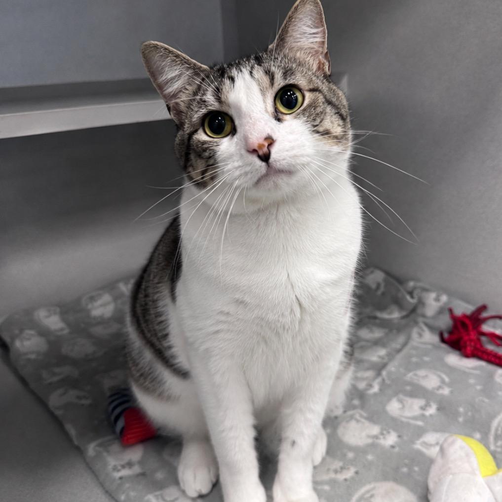 Budweiser, Adoptable, Adult Male Domestic Short Hair.