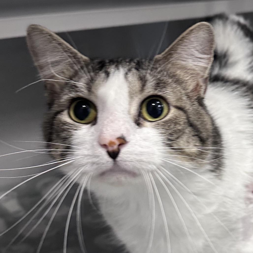 Enlarge Budweiser, a Adoptable Domestic Short Hair in Mount Vernon, IN image 2/3