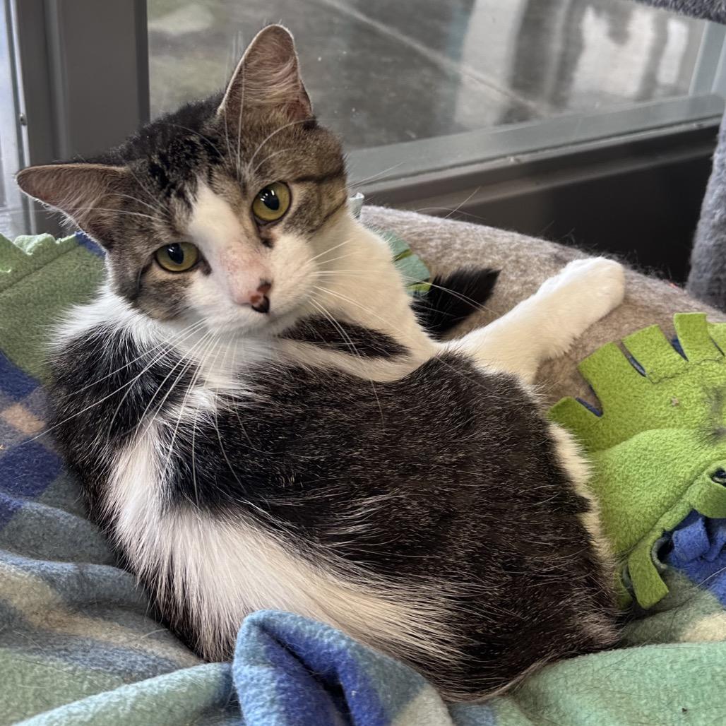Enlarge Budweiser, a Adoptable Domestic Short Hair in Mount Vernon, IN image 3/3