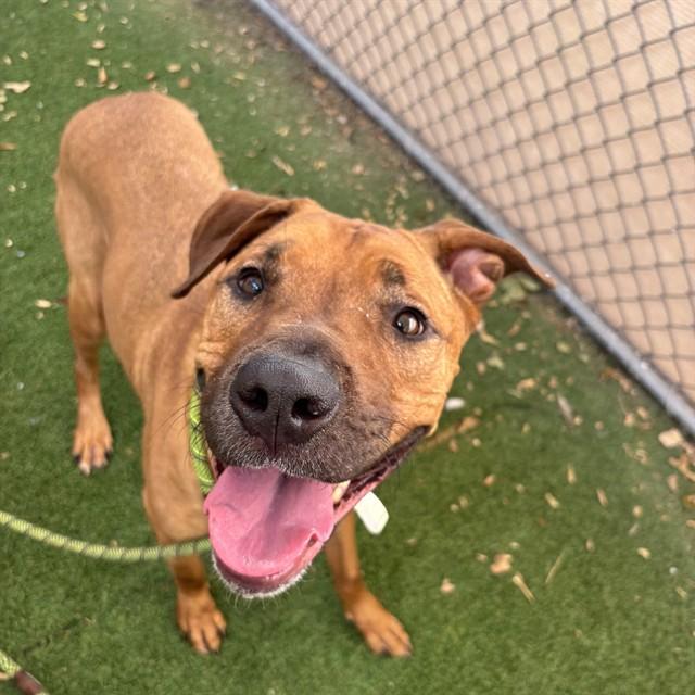 Enlarge BUCK, a Adoptable mixed breed in Phoenix, AZ image 1/1