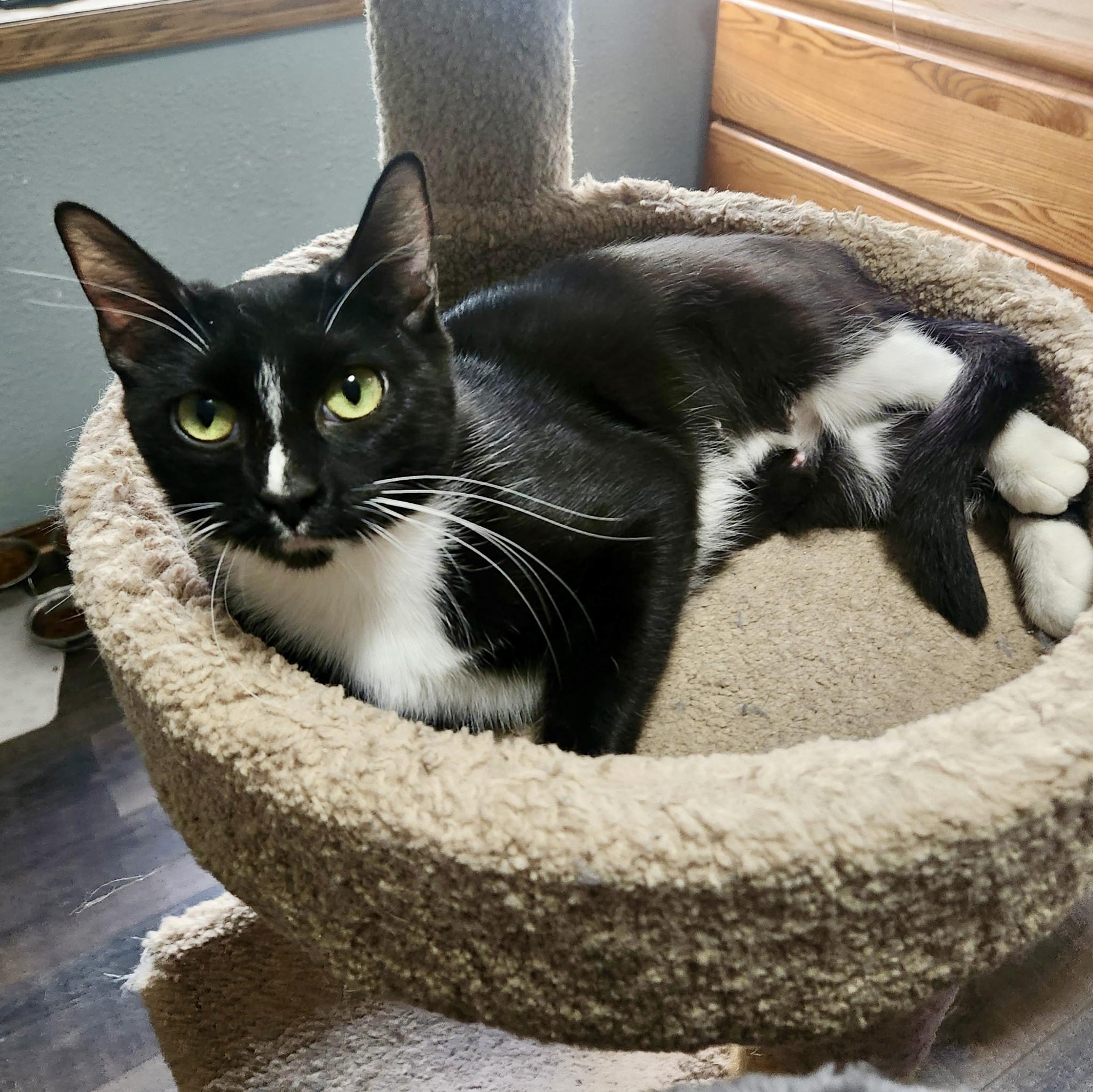 Willow, an adoptable Domestic Short Hair in Farmington, MN image 1/3