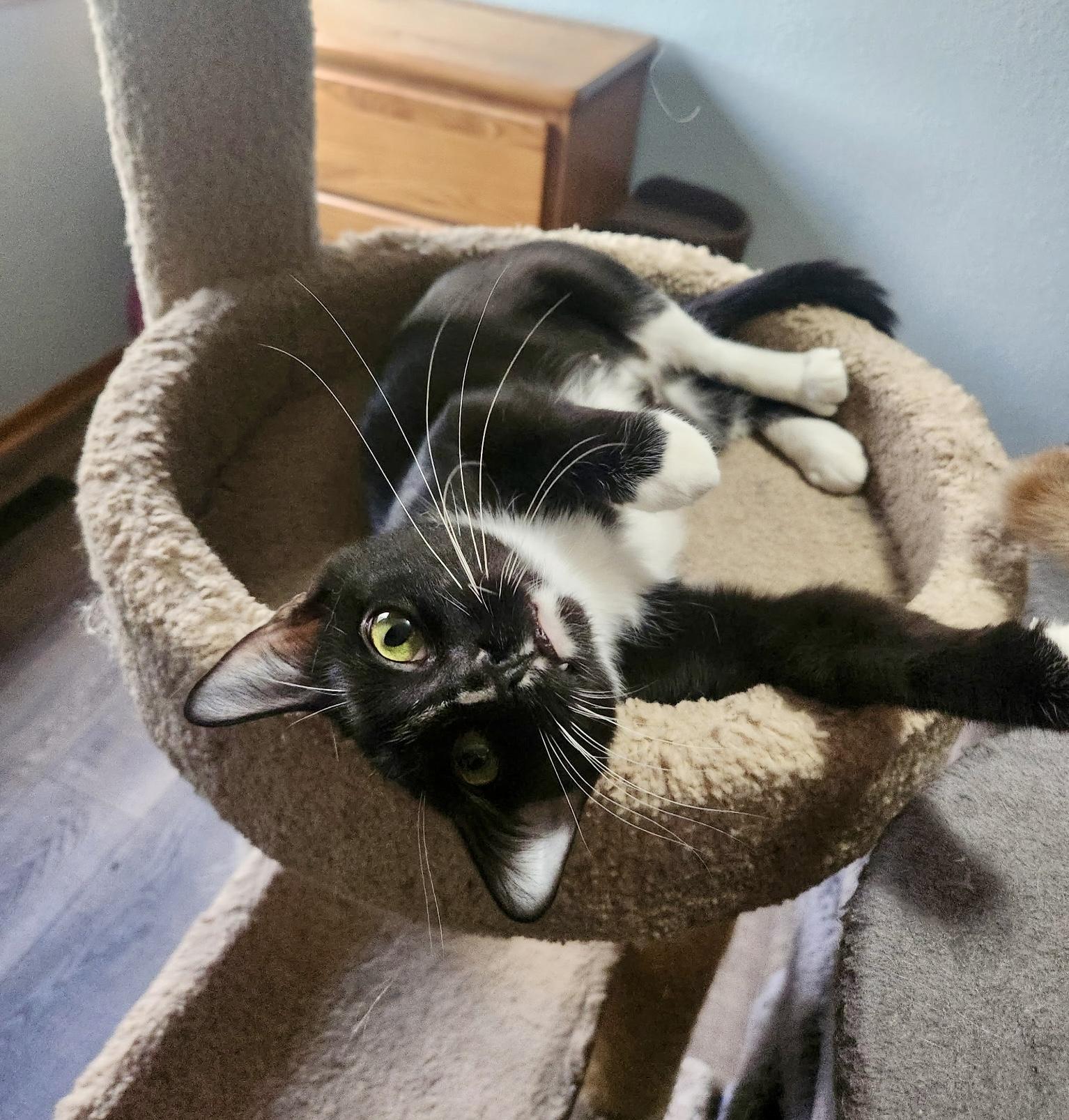 Willow, an adoptable Domestic Short Hair in Farmington, MN image 2/3