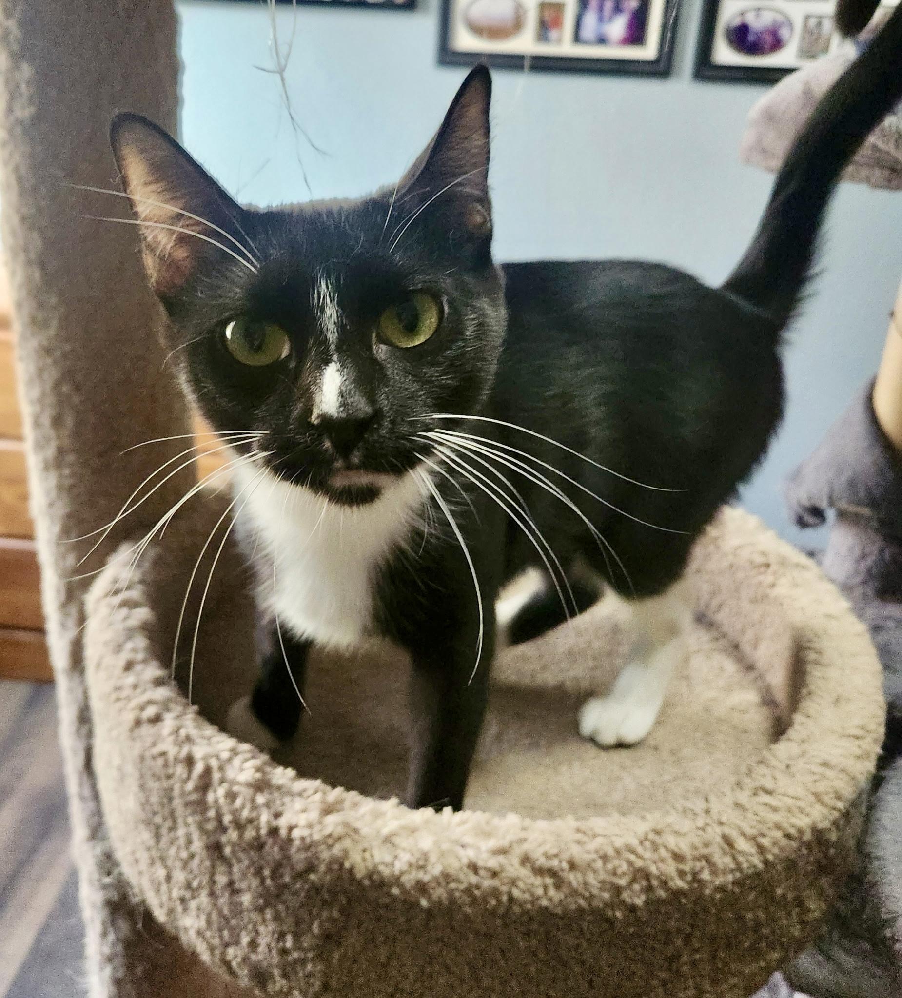 Willow, an adoptable Domestic Short Hair in Farmington, MN image 3/3