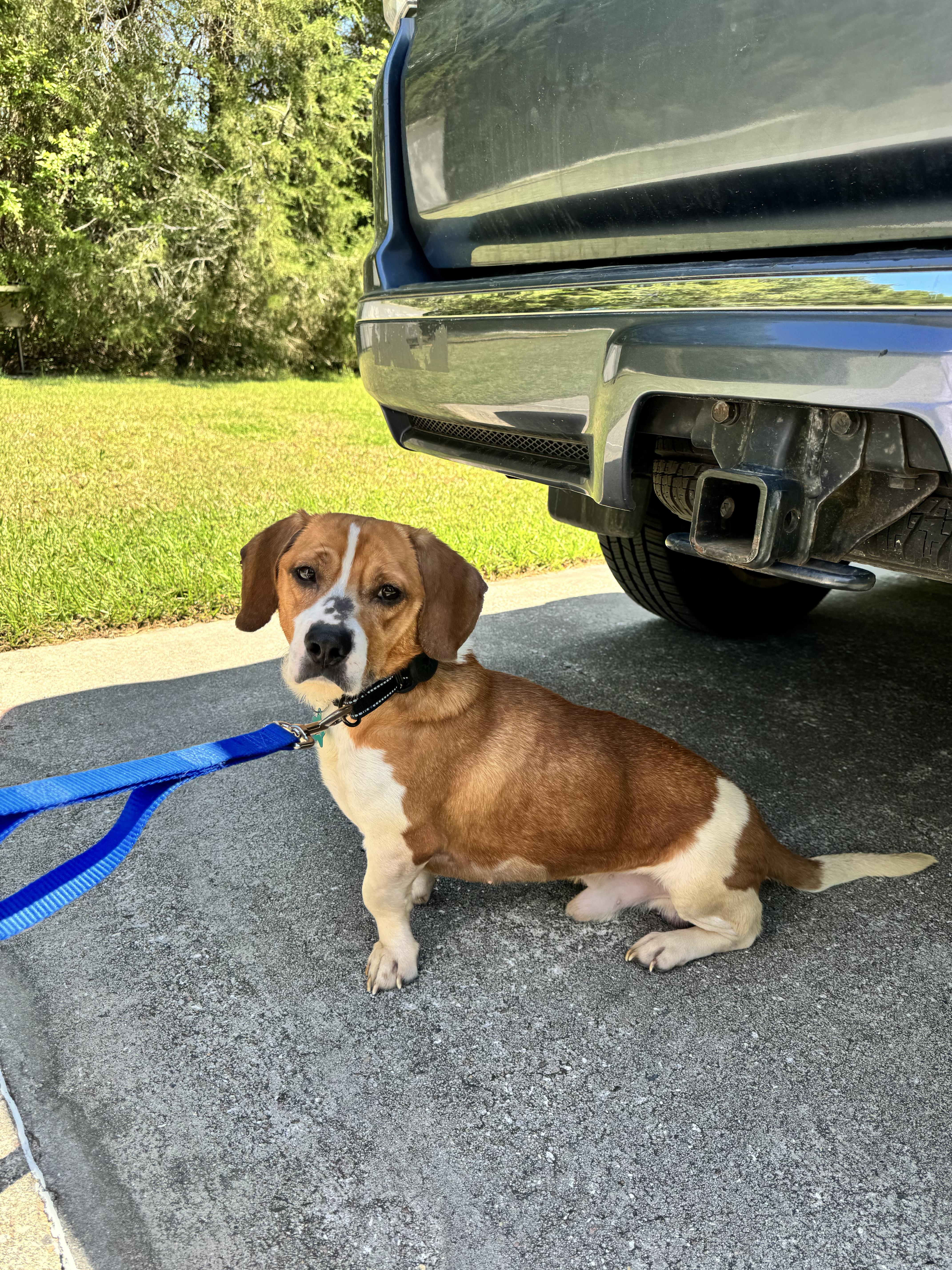 Howie, Young Male Beagle