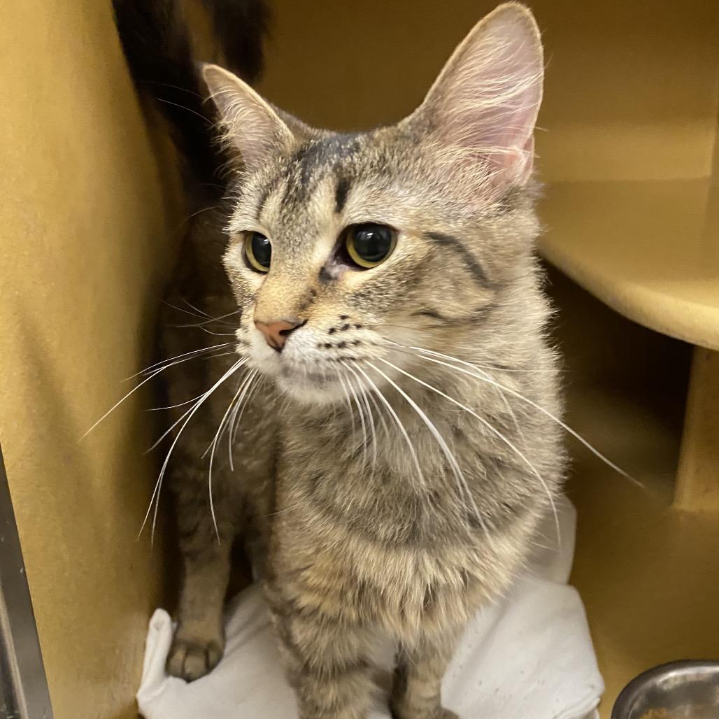 Lucy, Adoptable, Young Female Domestic Medium Hair.