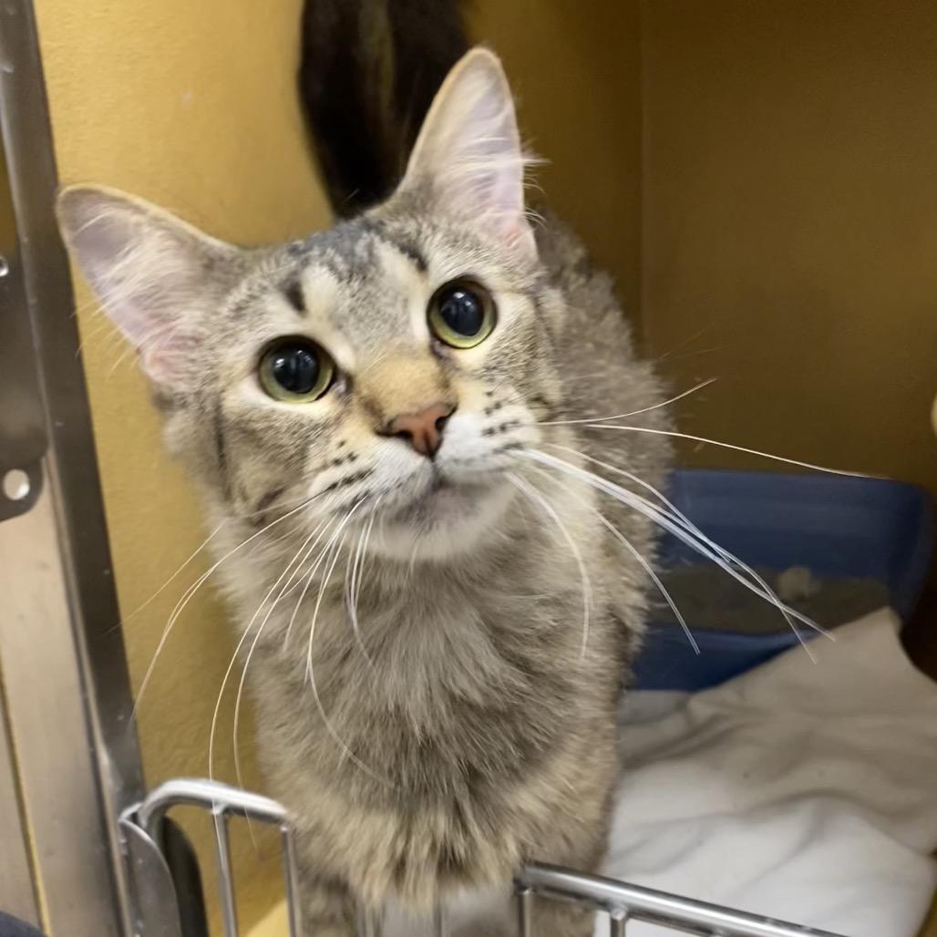 Enlarge Lucy, a Adoptable Domestic Medium Hair in Spokane, WA image 2/5