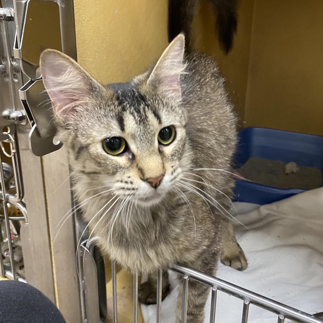 Enlarge Lucy, a Adoptable Domestic Medium Hair in Spokane, WA image 3/5