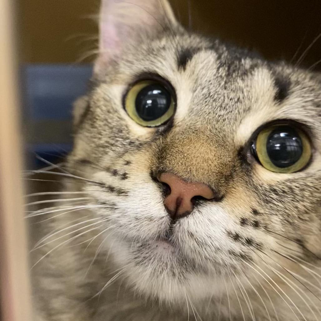 Enlarge Lucy, a Adoptable Domestic Medium Hair in Spokane, WA image 4/5