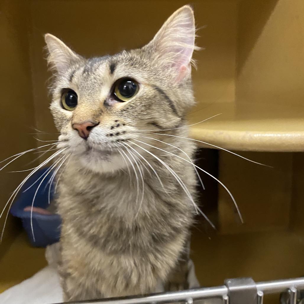 Enlarge Lucy, a Adoptable Domestic Medium Hair in Spokane, WA image 5/5