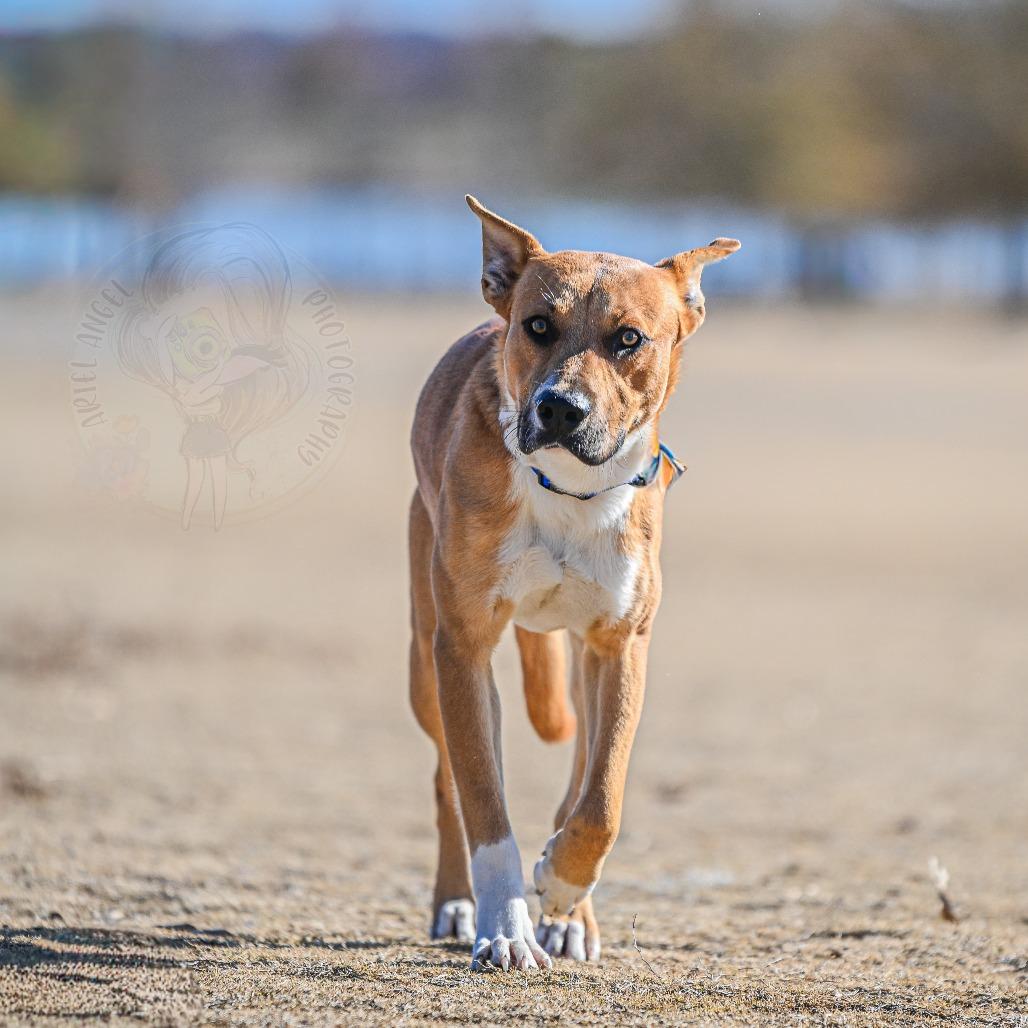 Brighton, Adoptable, Adult Male Mixed Breed.