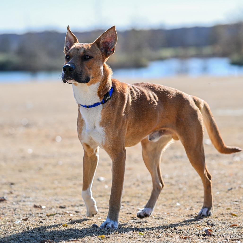Brighton, a Adoptable Mixed Breed in Portland, TN image 2/6
