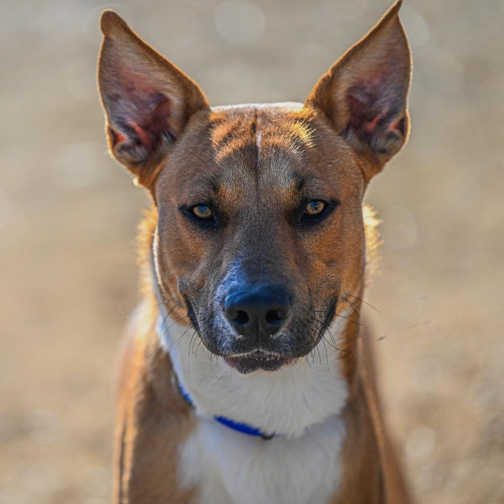 Brighton, a Adoptable Mixed Breed in Portland, TN image 3/6