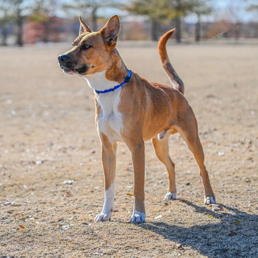Brighton, a Adoptable Mixed Breed in Portland, TN image 4/6