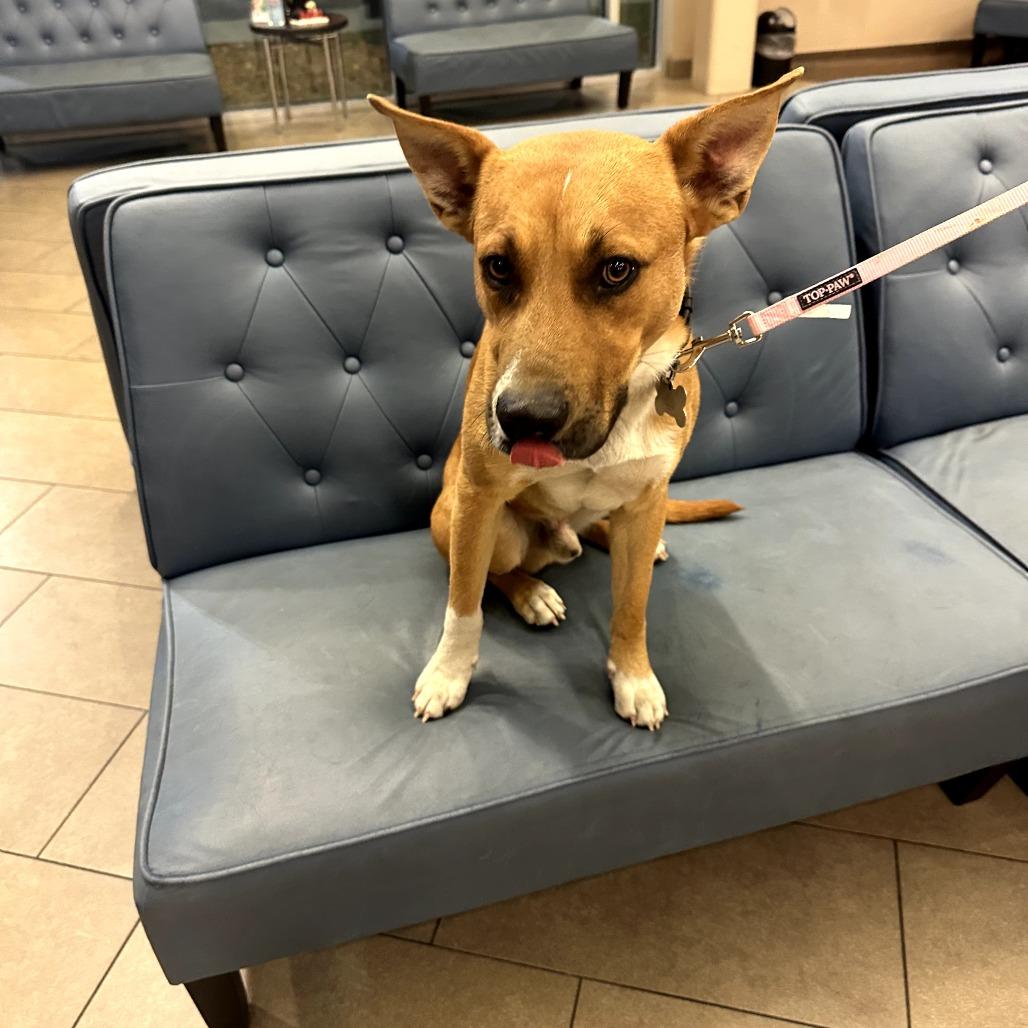 Brighton, a Adoptable Mixed Breed in Portland, TN image 5/6