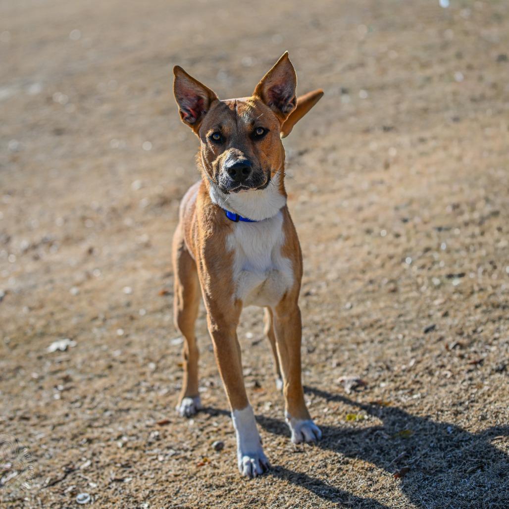 Brighton, a Adoptable Mixed Breed in Portland, TN image 6/6