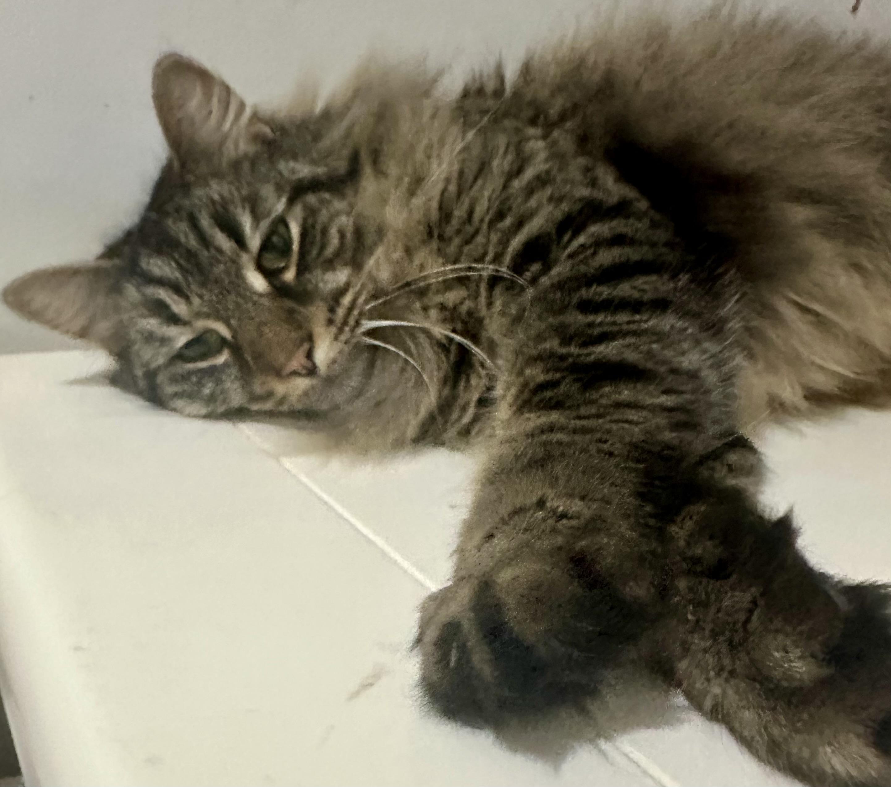 Enlarge Zack, an adopted Domestic Long Hair in Fayetteville, NC image 6/6