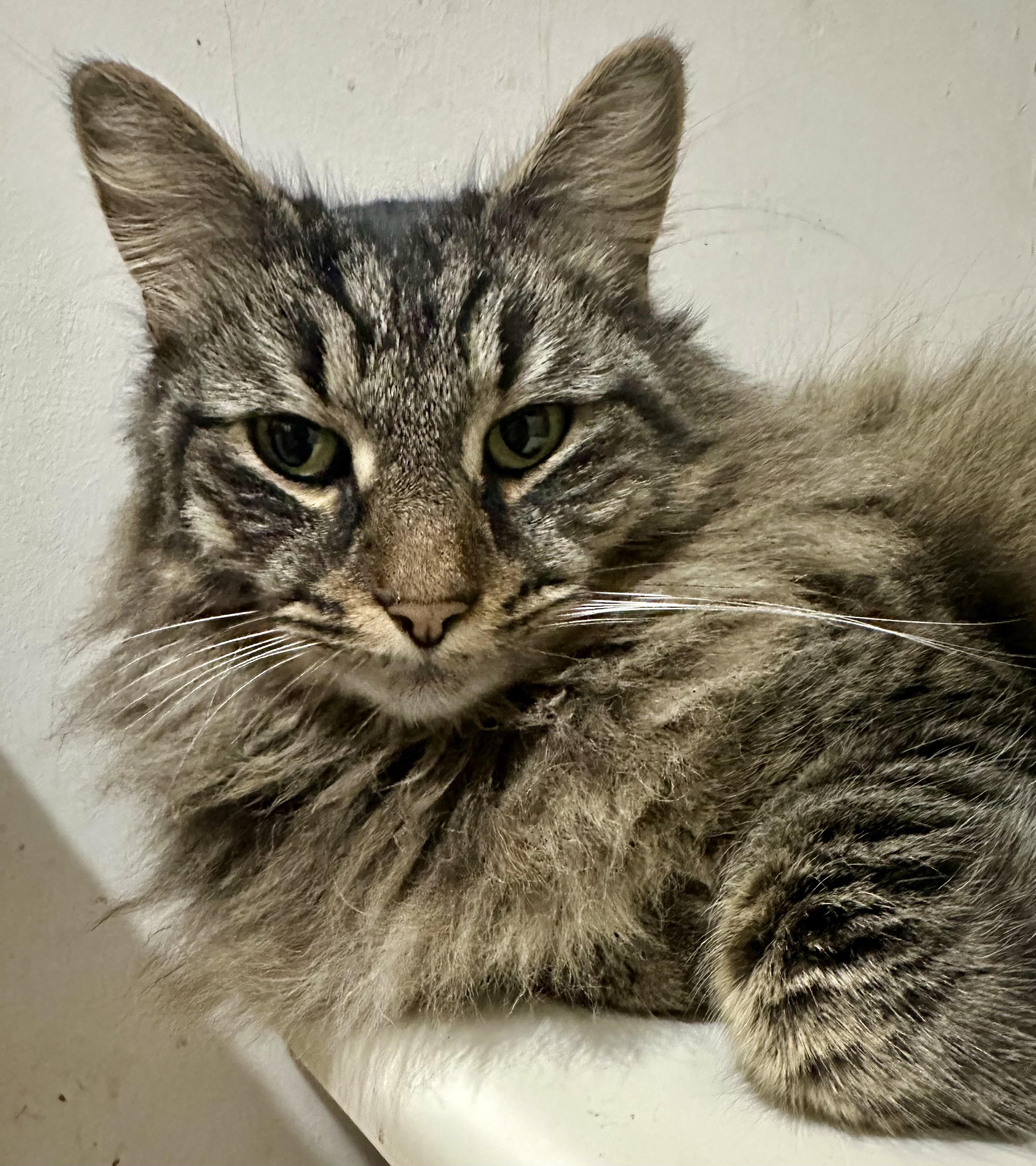 Enlarge Zack, an adopted Domestic Long Hair in Fayetteville, NC image 3/6
