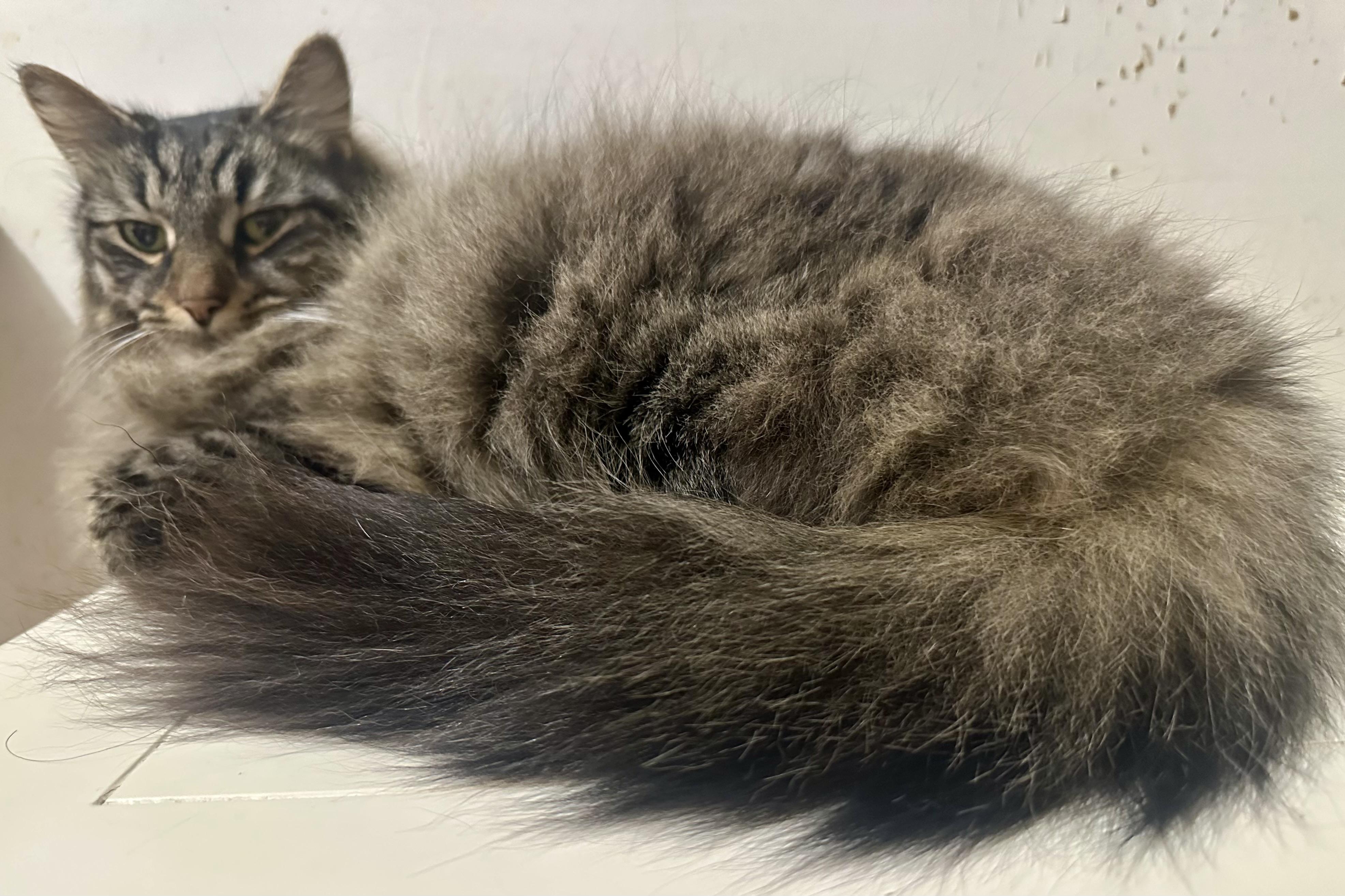 Enlarge Zack, an adopted Domestic Long Hair in Fayetteville, NC image 1/6