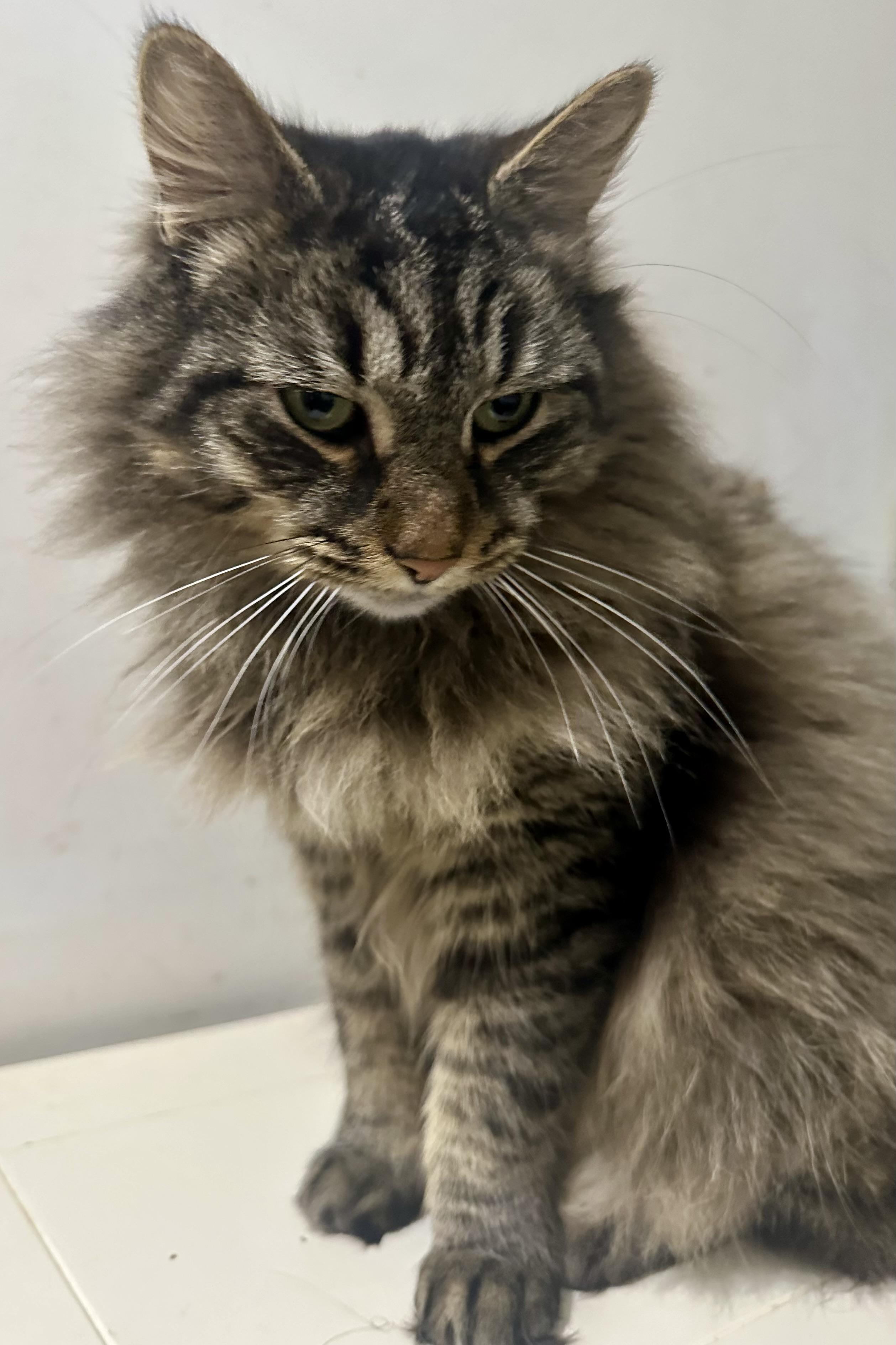 Enlarge Zack, an adopted Domestic Long Hair in Fayetteville, NC image 4/6