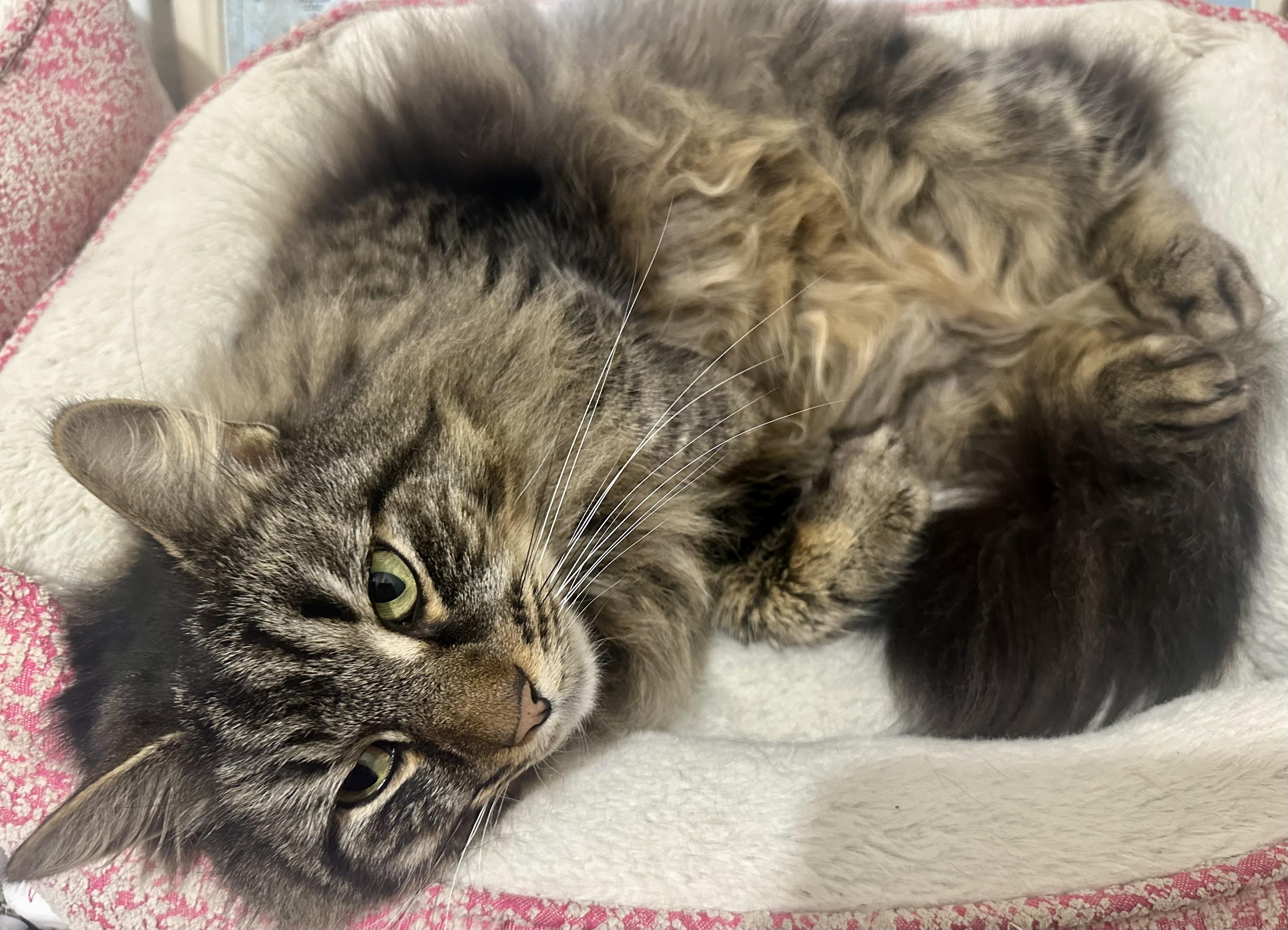 Enlarge Zack, an adopted Domestic Long Hair in Fayetteville, NC image 5/6