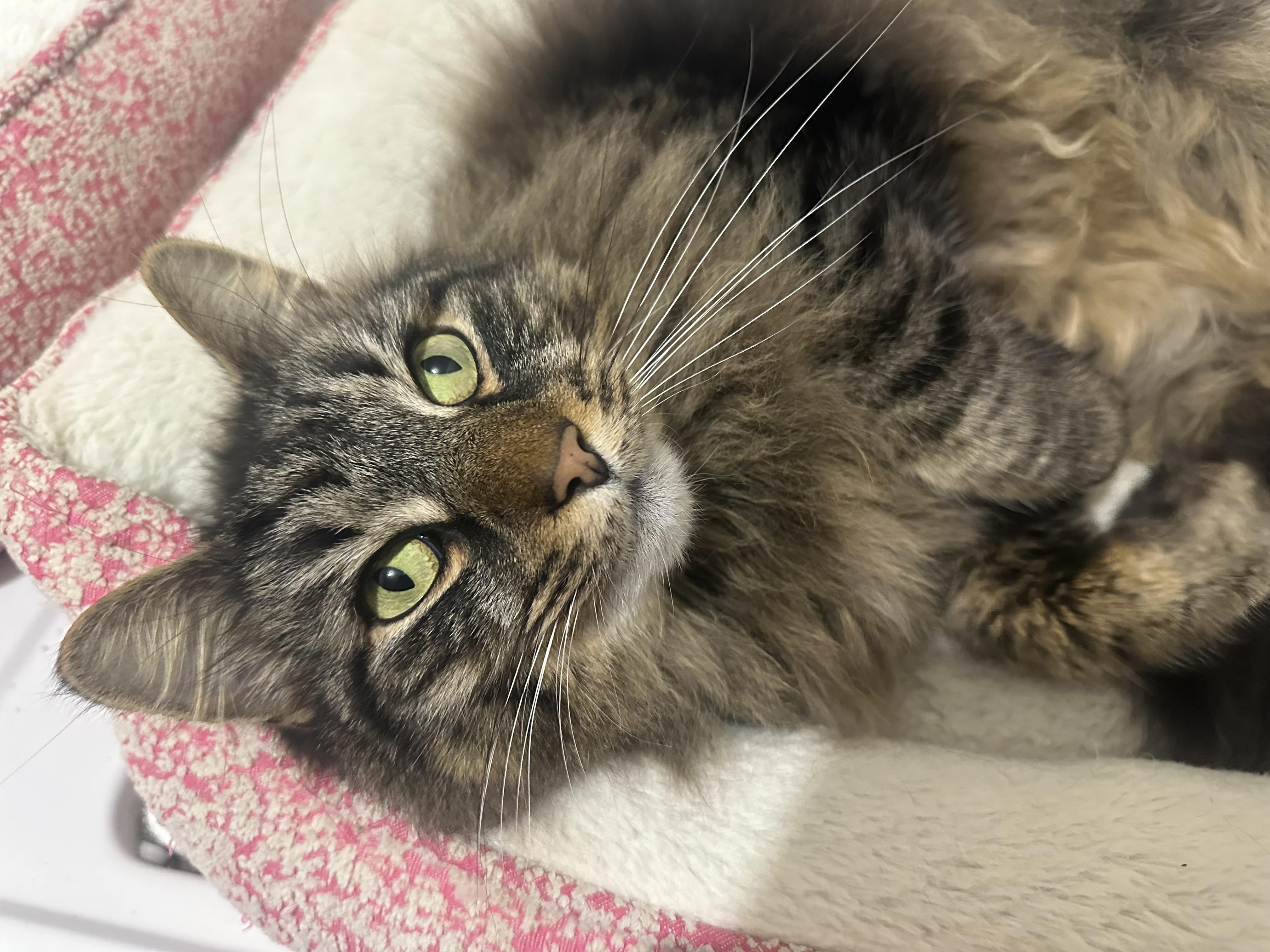 Enlarge Zack, an adopted Domestic Long Hair in Fayetteville, NC image 2/6
