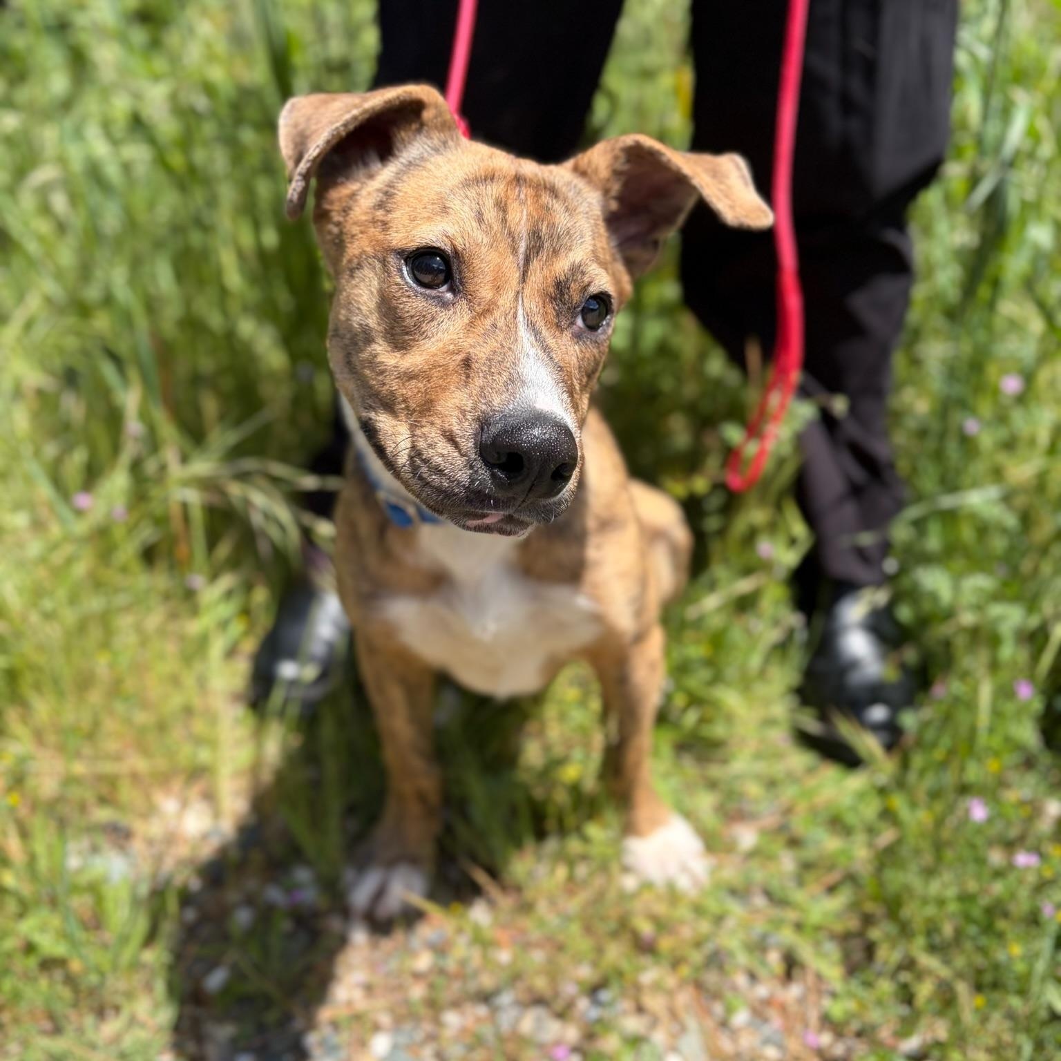 Enlarge Cosmo- Puppy, a ADOPTABLE Mixed Breed in Grass Valley, CA image 4/5