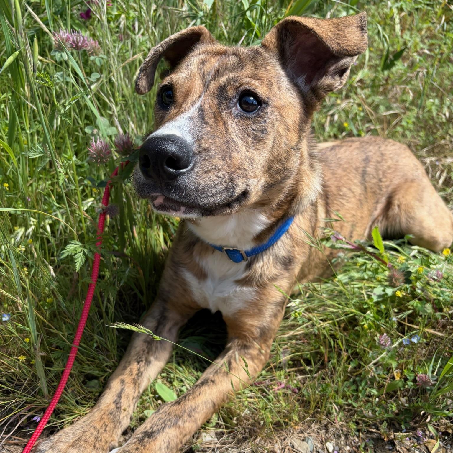 Enlarge Cosmo- Puppy, a ADOPTABLE Mixed Breed in Grass Valley, CA image 3/5