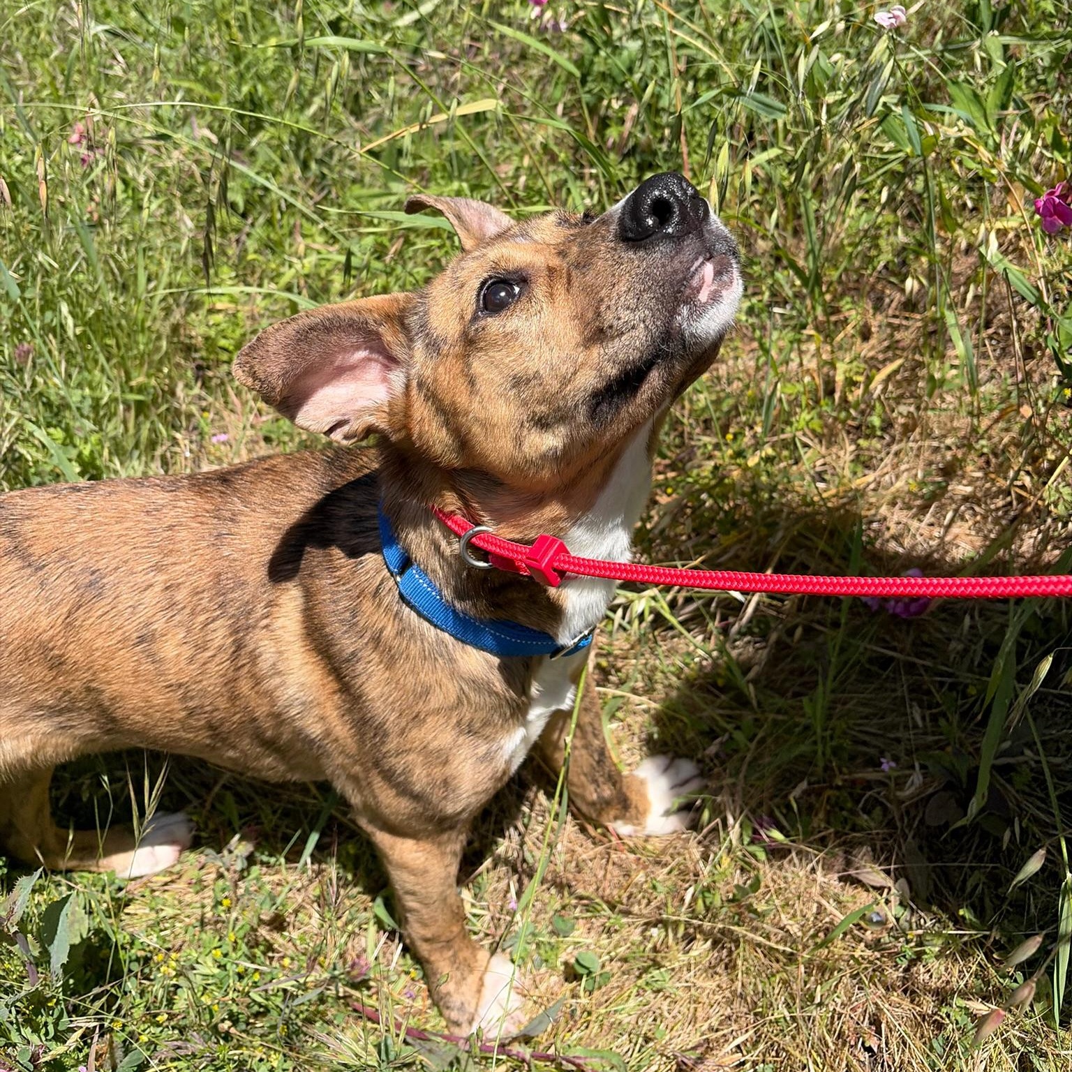 Enlarge Cosmo- Puppy, a ADOPTABLE Mixed Breed in Grass Valley, CA image 2/5