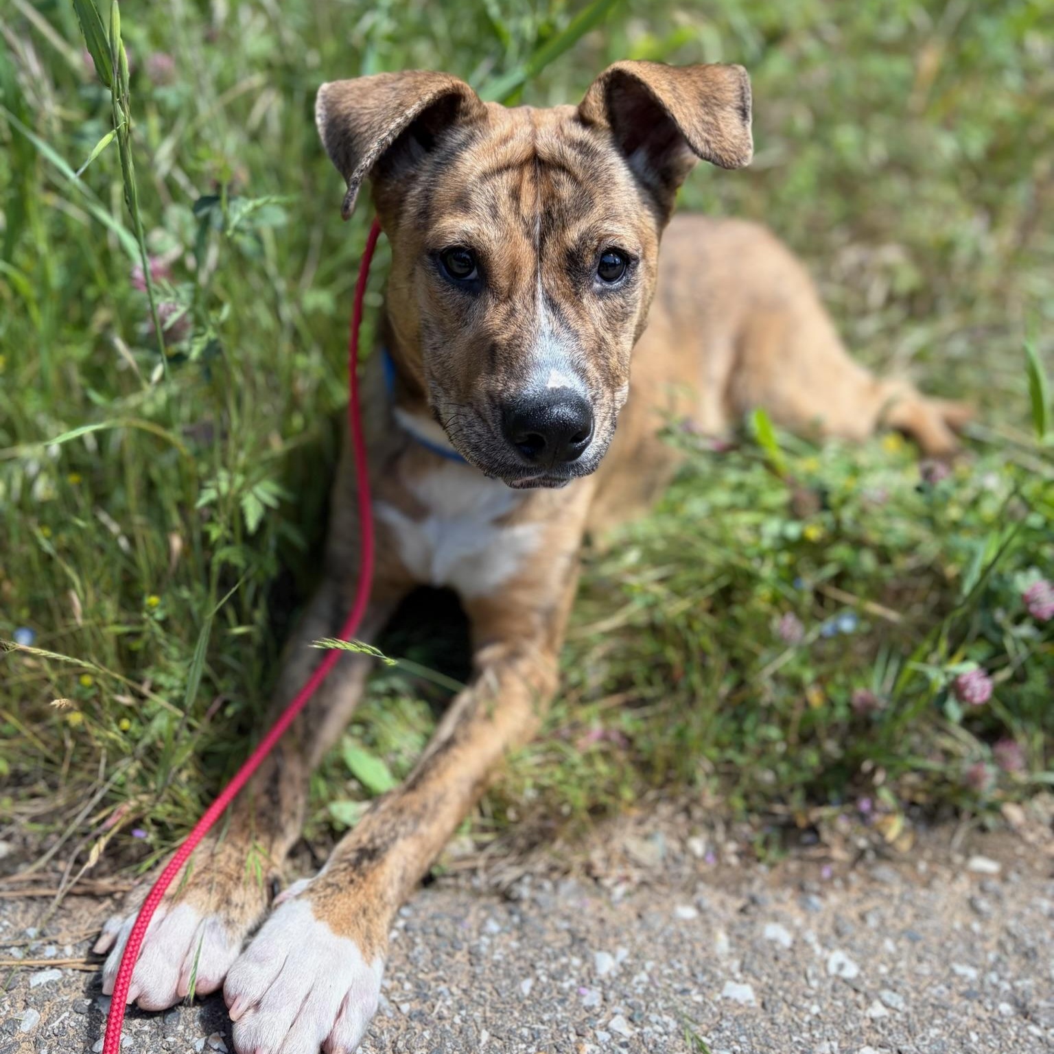 Cosmo- Puppy, ADOPTABLE, Puppy Male Mixed Breed.
