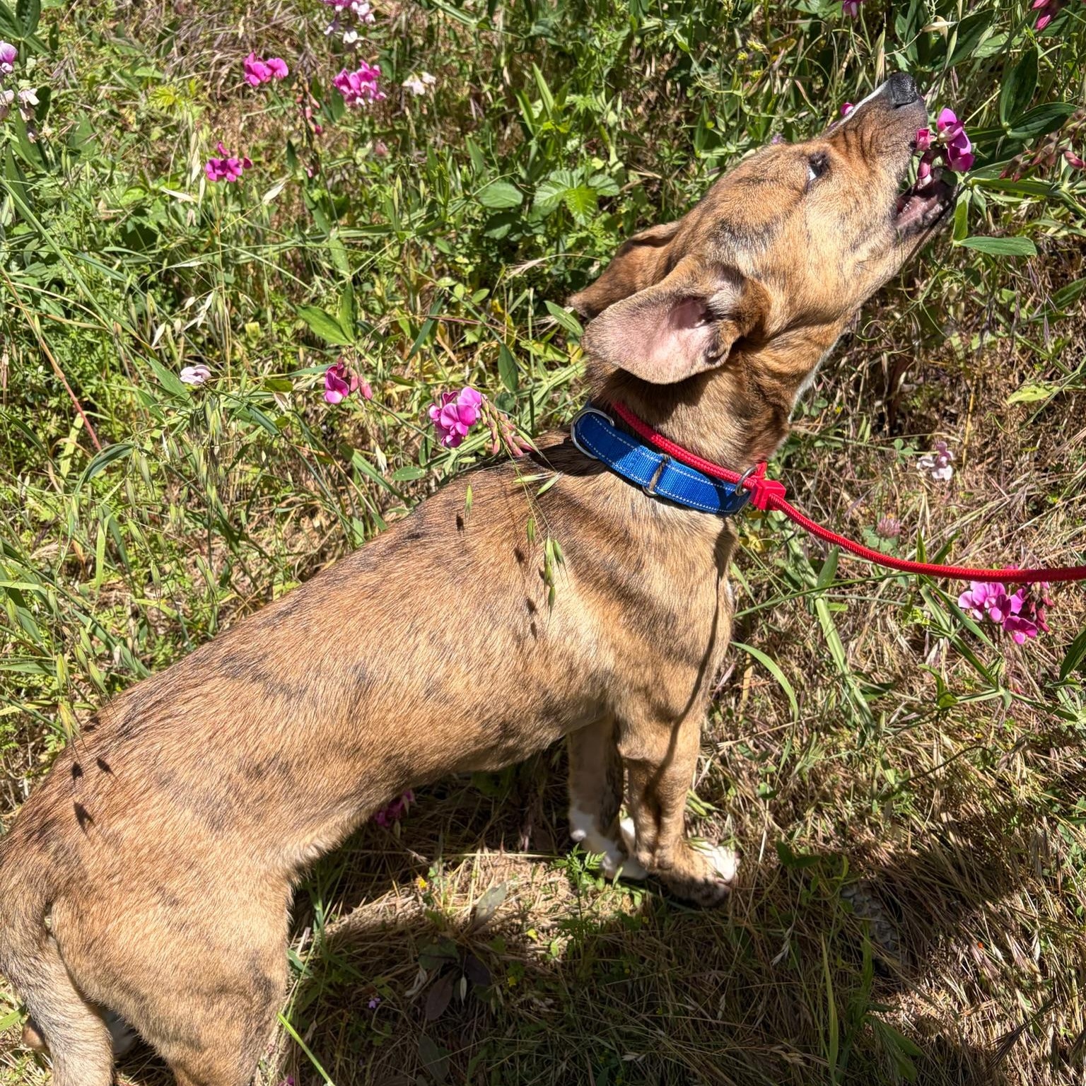 Enlarge Cosmo- Puppy, a ADOPTABLE Mixed Breed in Grass Valley, CA image 5/5