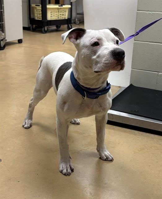 SHANE, Adoptable, Young Male Pit Bull Terrier & Mixed Breed.