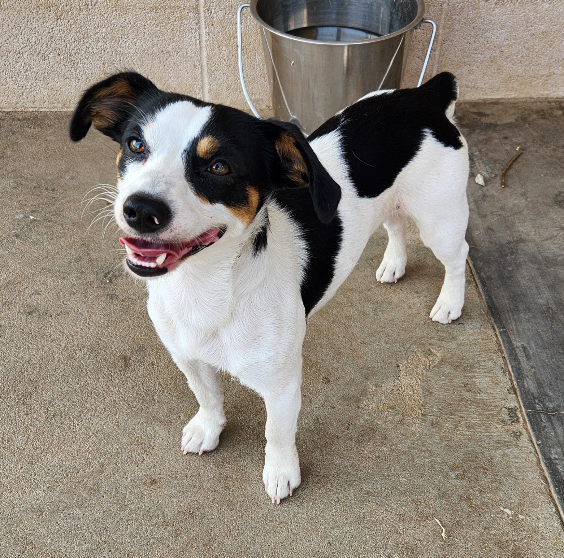 Spud, an adopted mixed breed in Siloam Springs, AR image 3/3