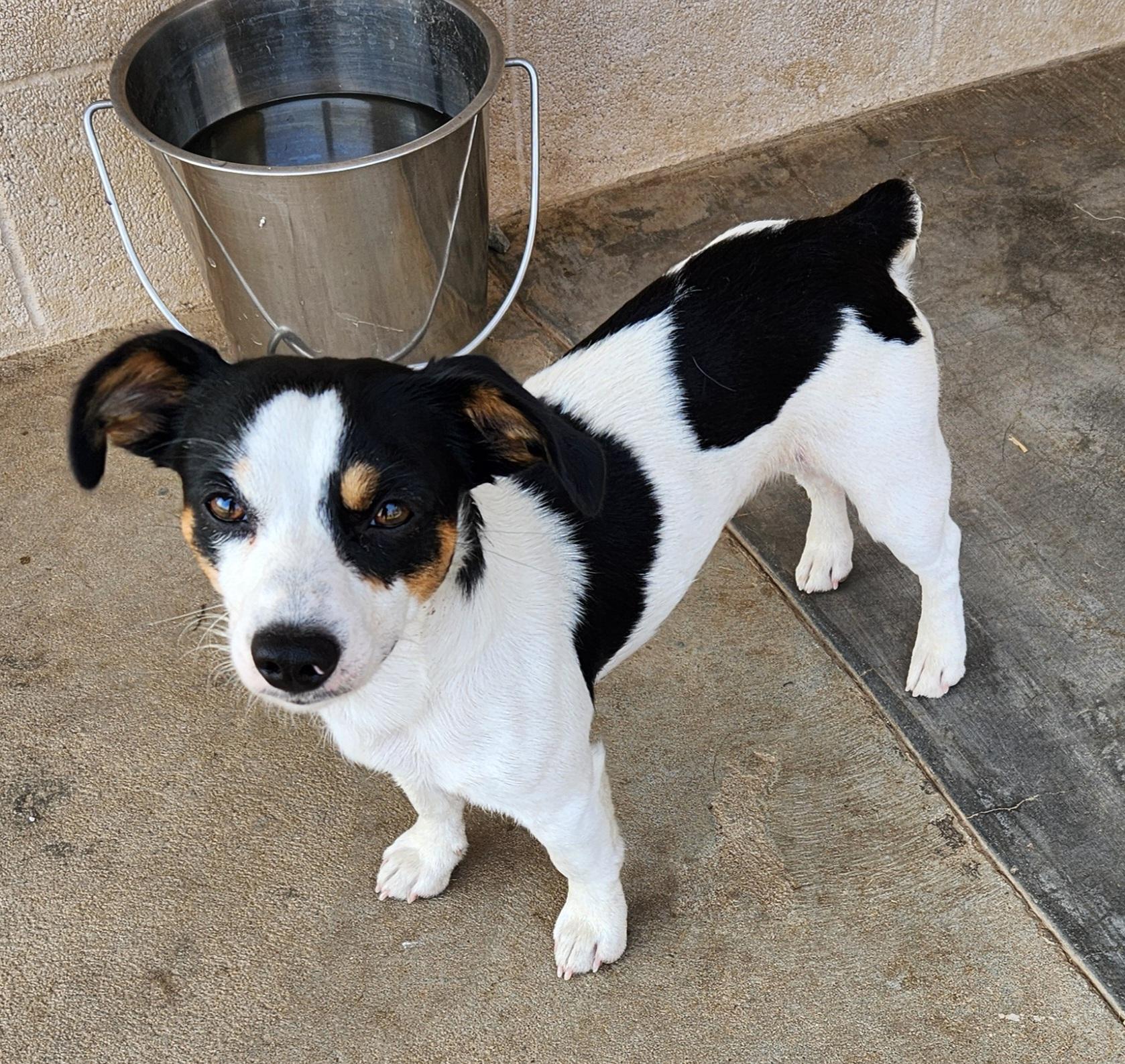 Spud, an adopted mixed breed in Siloam Springs, AR image 2/3