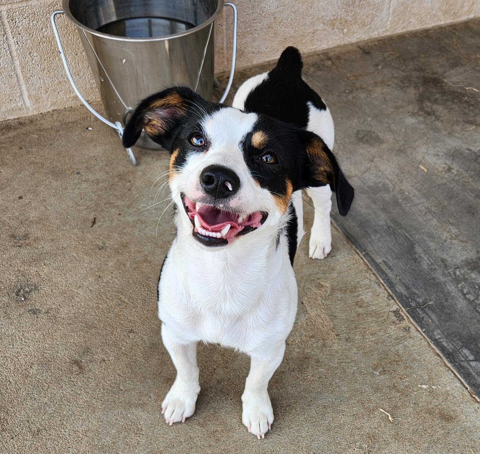 Spud, adopted, Adult Male Rat Terrier & Dachshund.