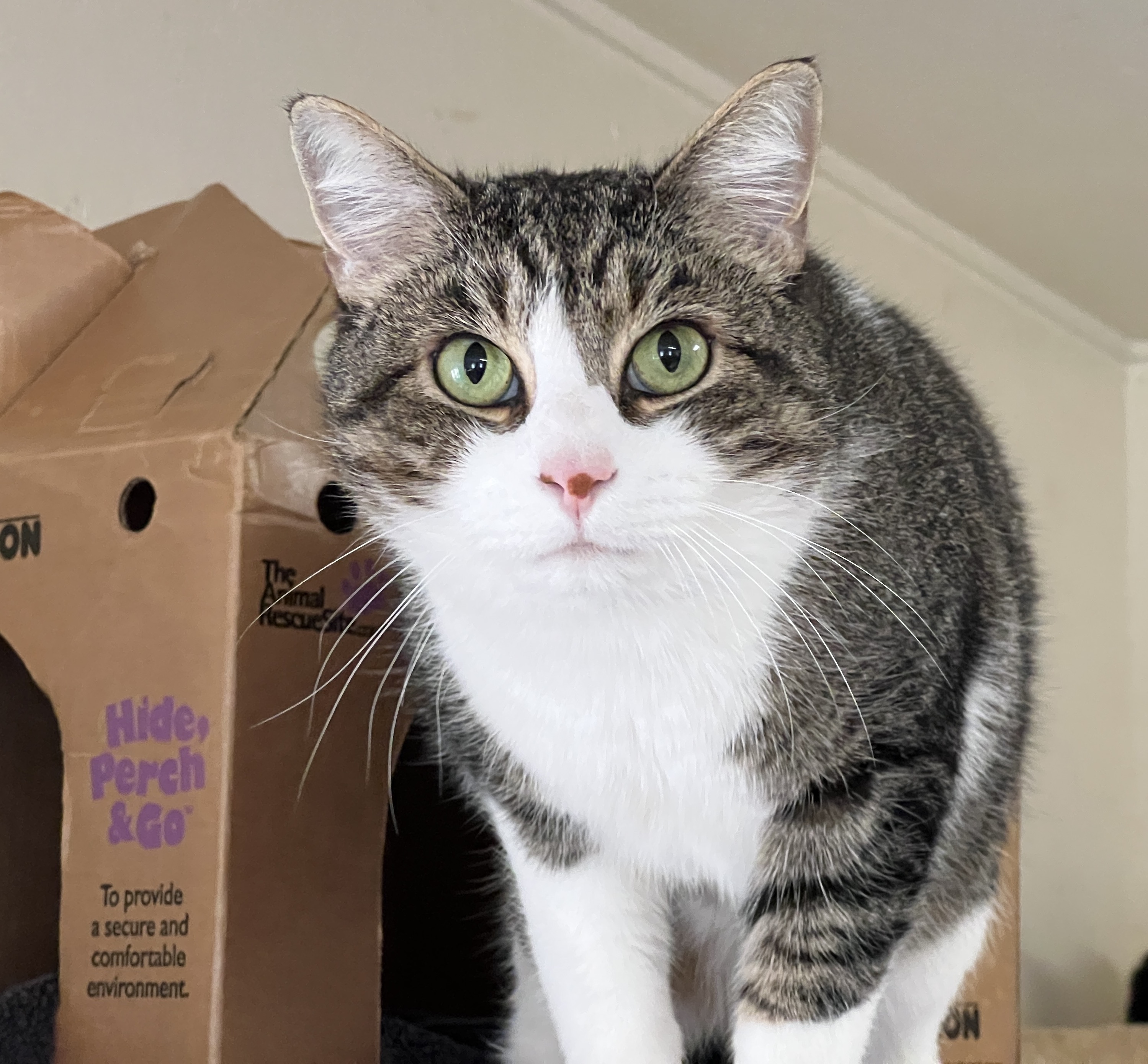 Tom 4