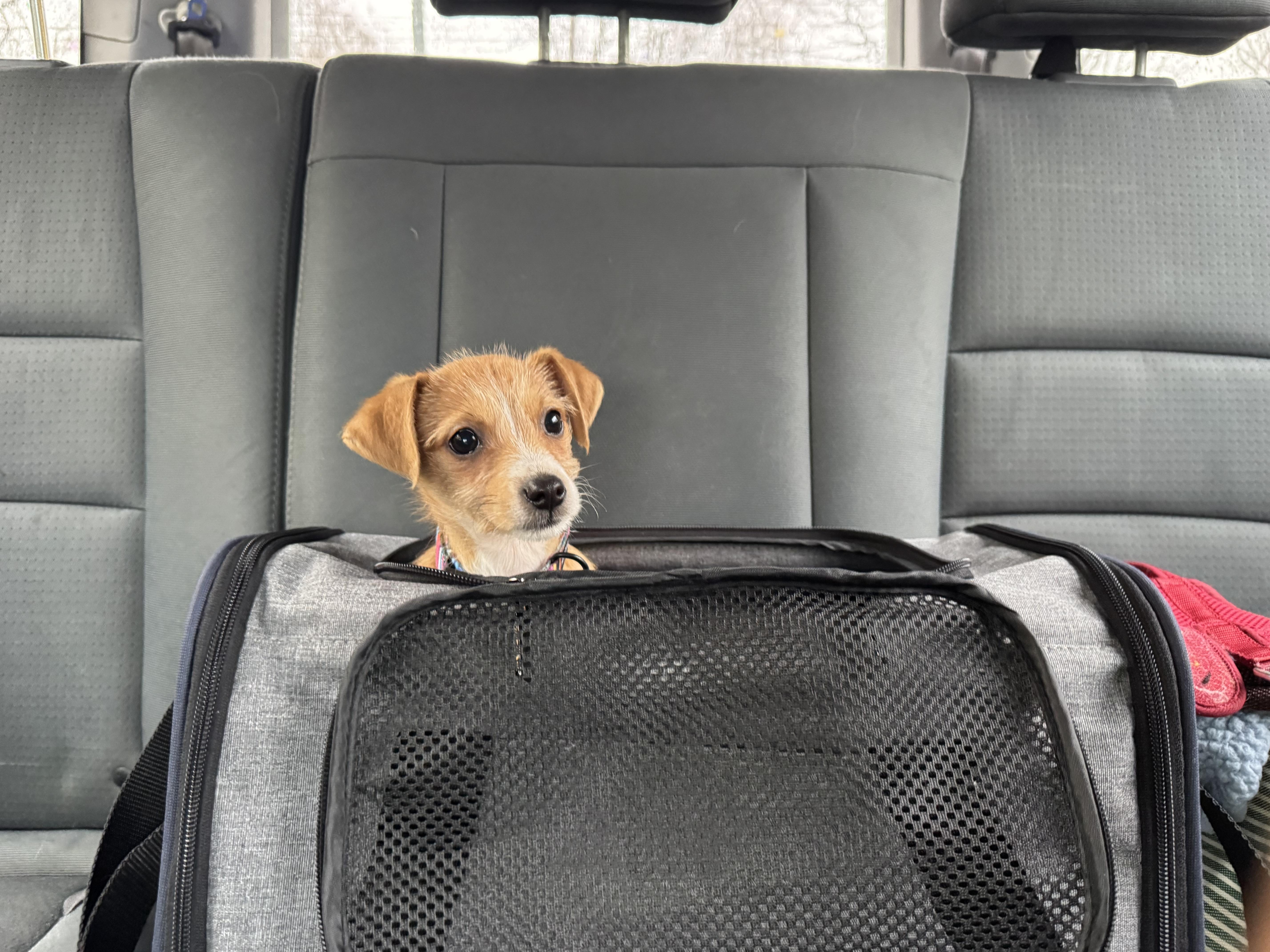 Enlarge Trick, an adopted mixed breed in Emeryville, CA image 5/5