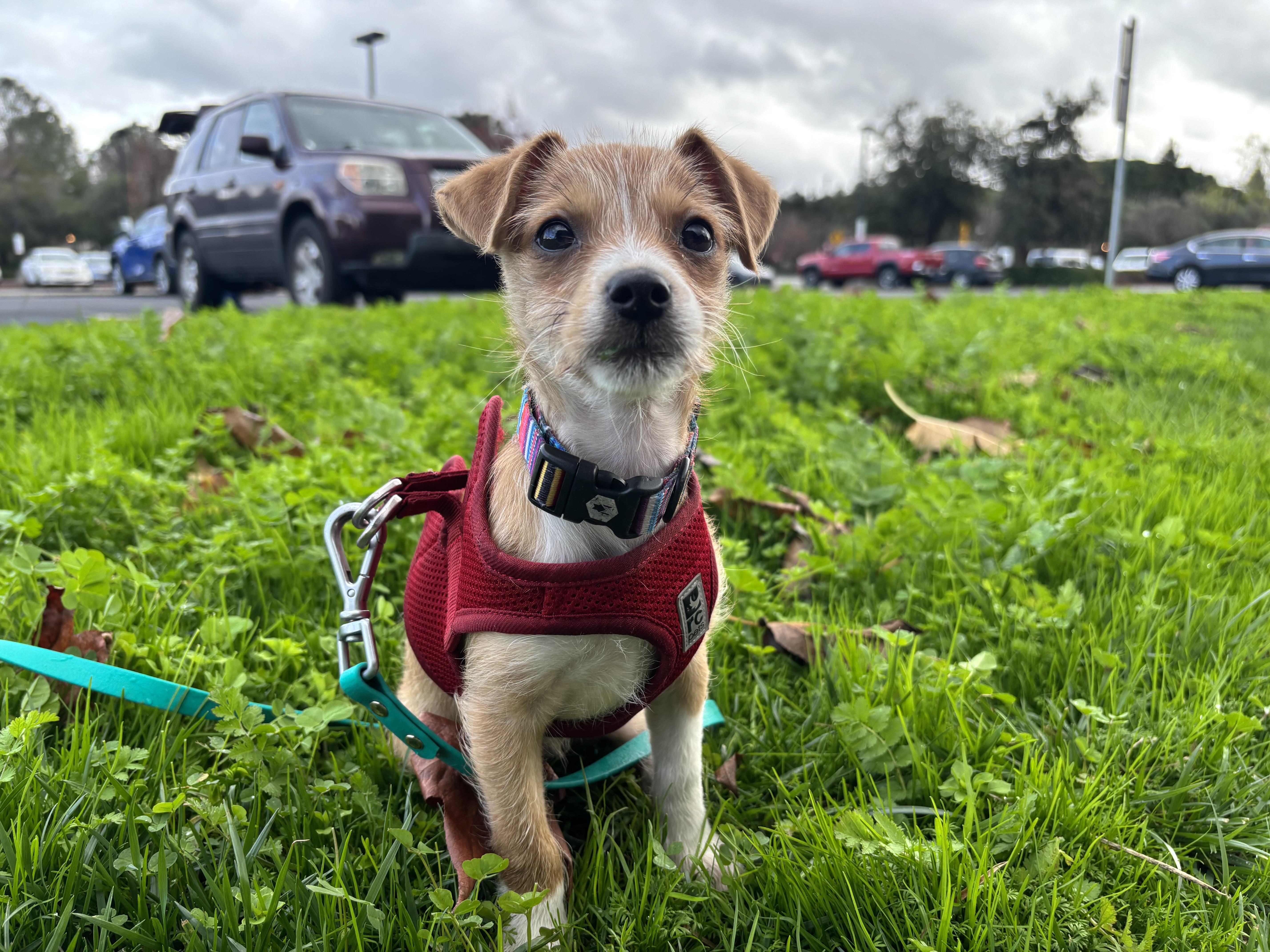 Enlarge Trick, an adopted mixed breed in Emeryville, CA image 4/5