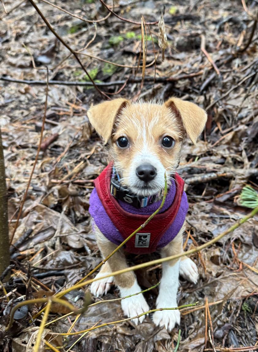 Enlarge Trick, an adopted mixed breed in Emeryville, CA image 1/5