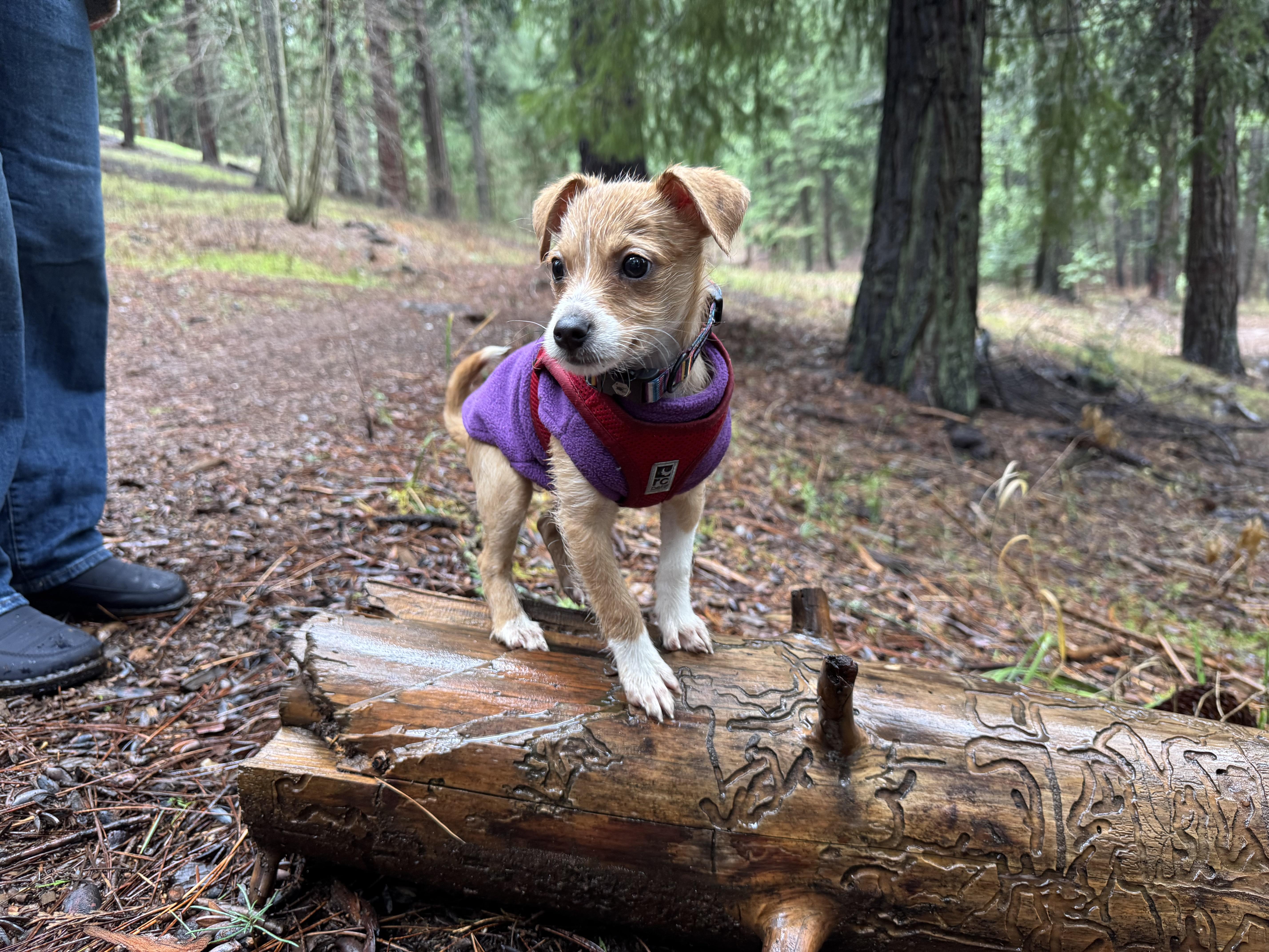 Enlarge Trick, an adopted mixed breed in Emeryville, CA image 2/5