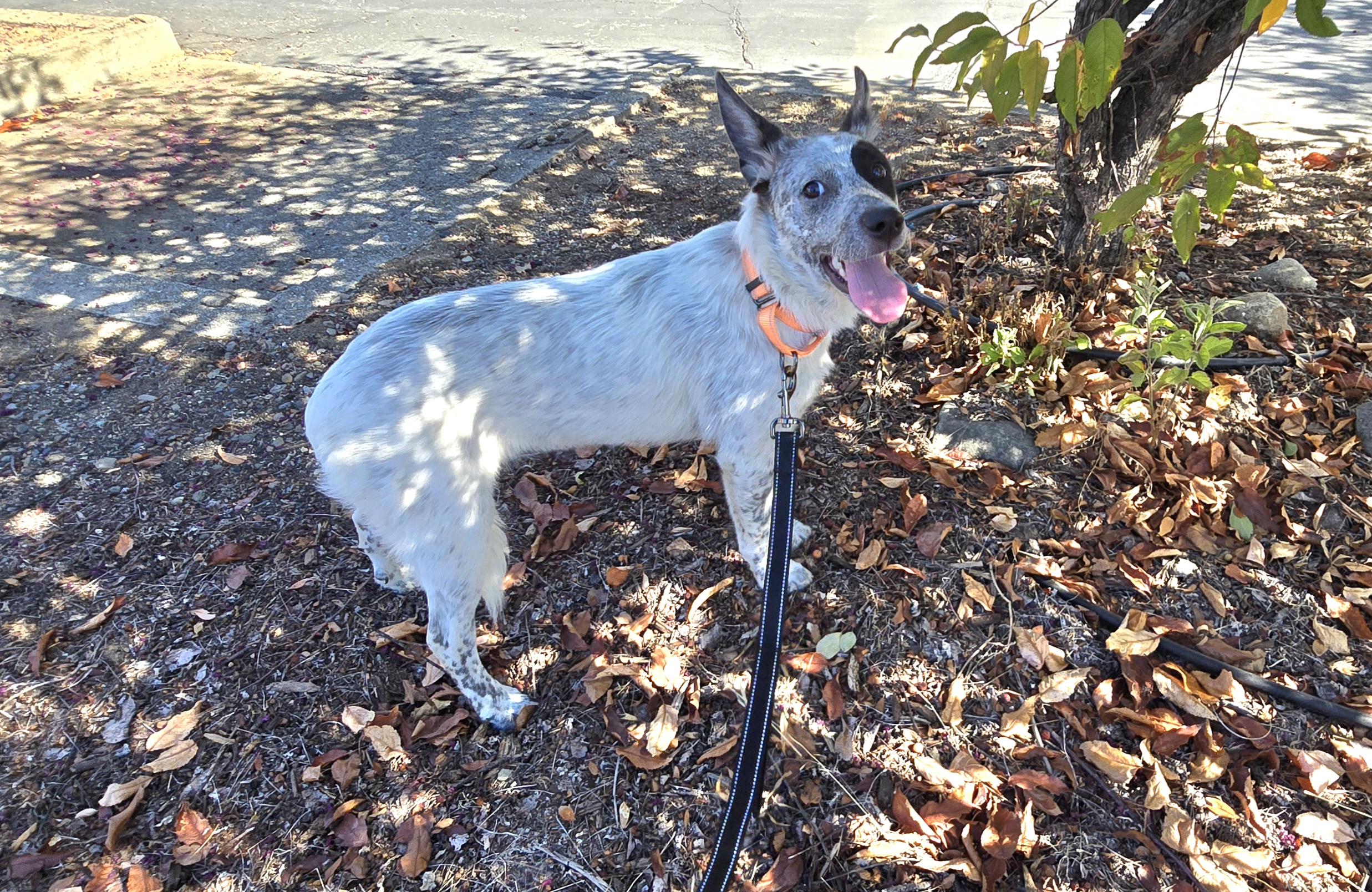 Enlarge Hazel, a Adoptable Australian Cattle Dog / Blue Heeler in Cottonwood, CA image 4/4