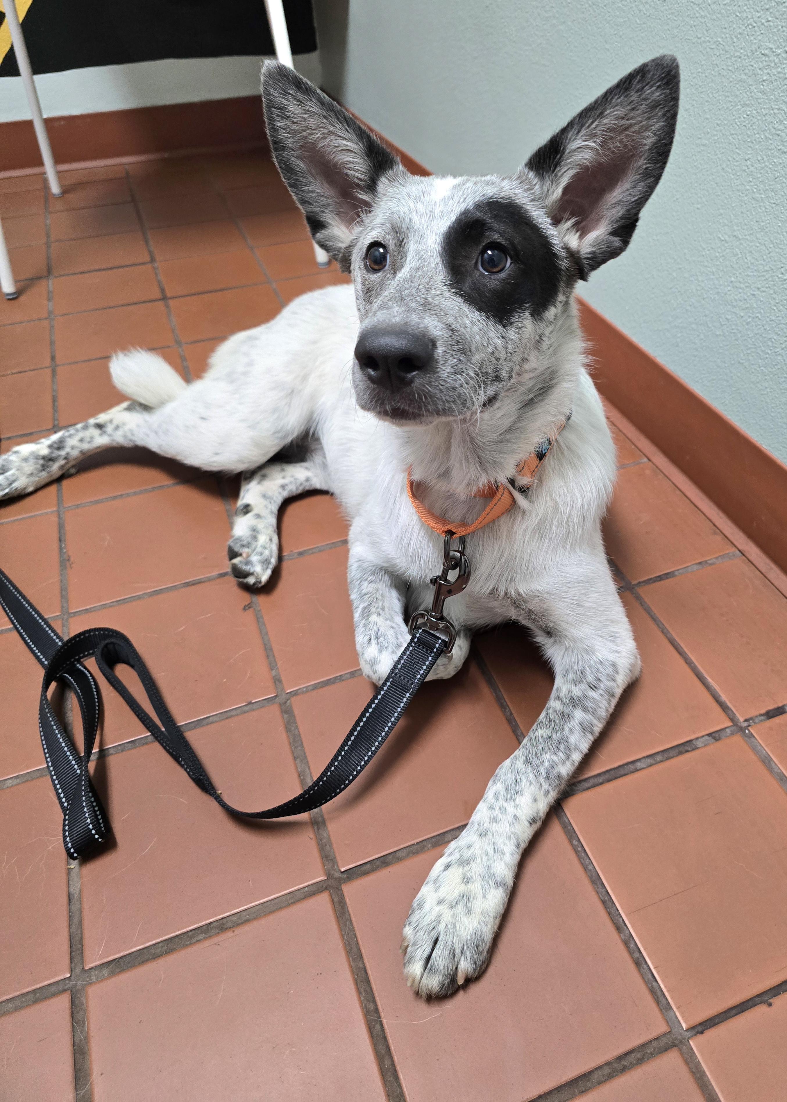 Enlarge Hazel, a Adoptable Australian Cattle Dog / Blue Heeler in Cottonwood, CA image 2/4