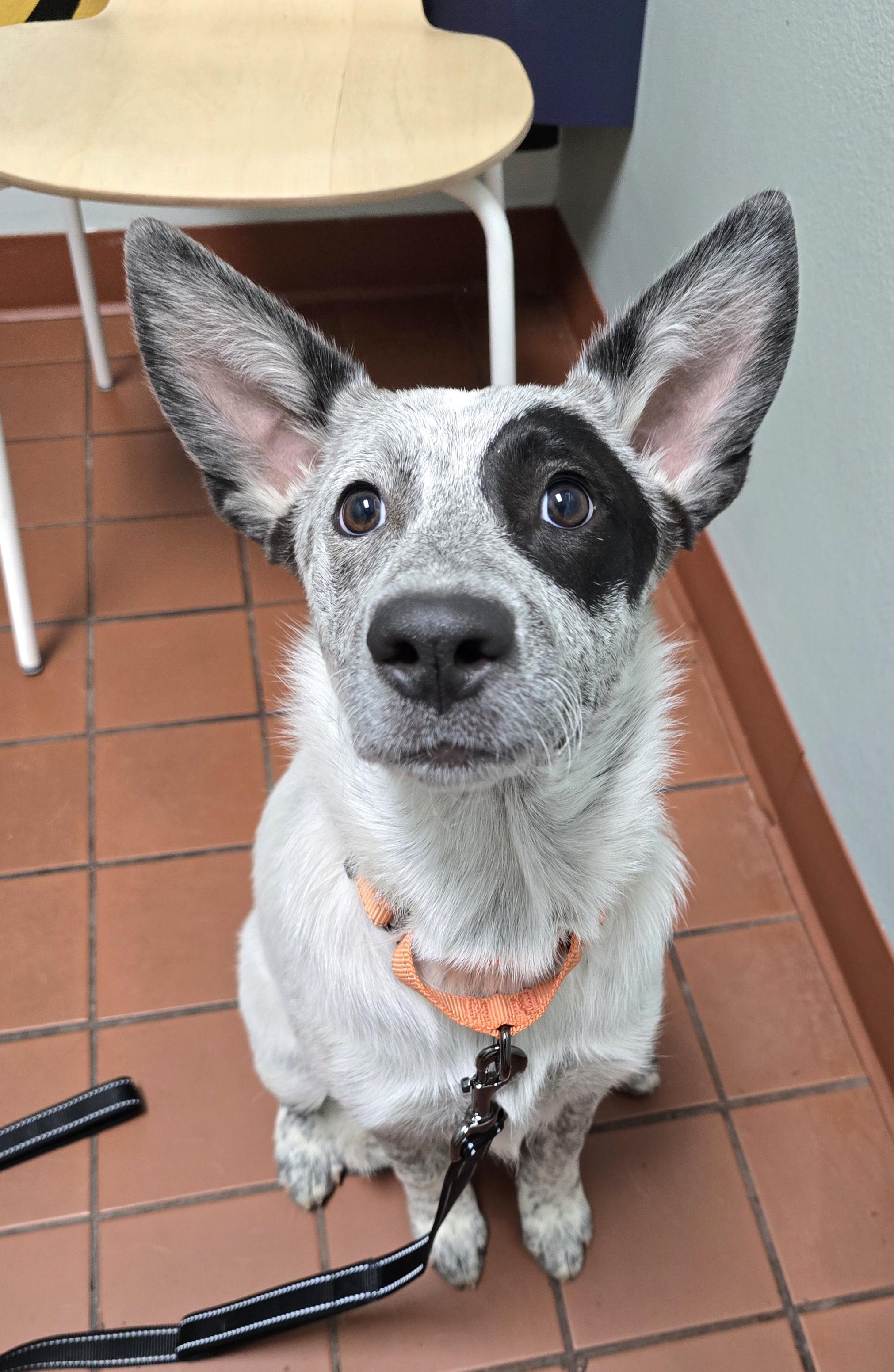 Enlarge Hazel, a Adoptable Australian Cattle Dog / Blue Heeler in Cottonwood, CA image 3/4