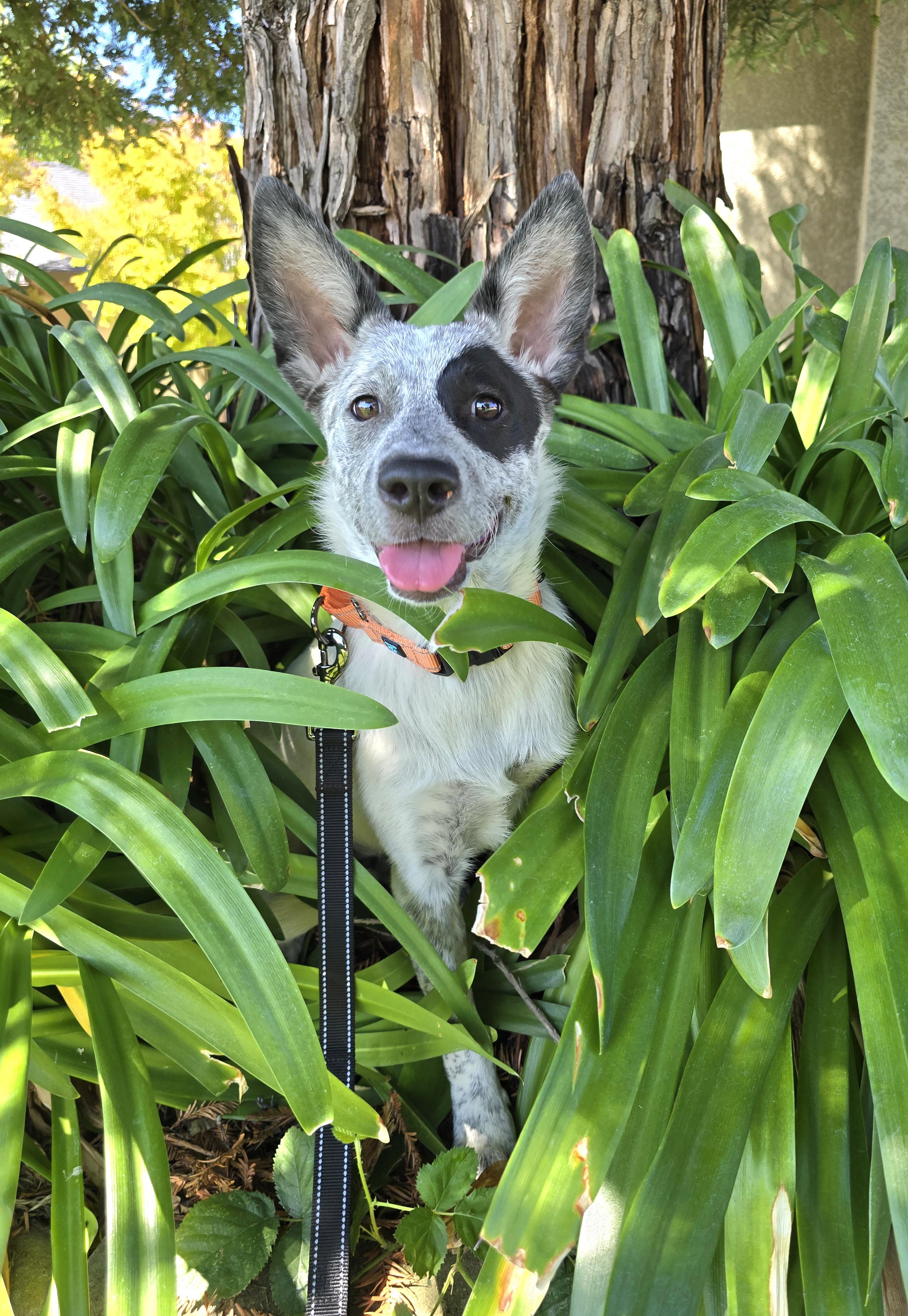 Hazel, Adoptable, Young Female Australian Cattle Dog / Blue Heeler.